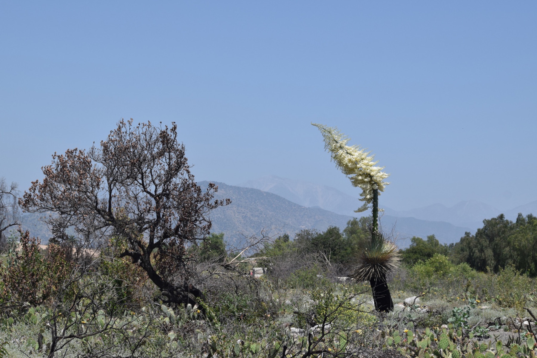 Chaparral Yucca — photo 4