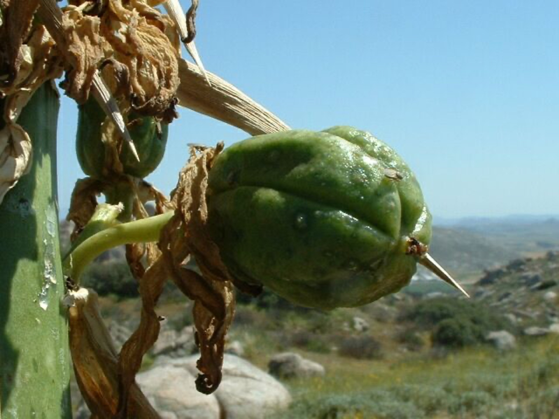 Chaparral Yucca — photo 5