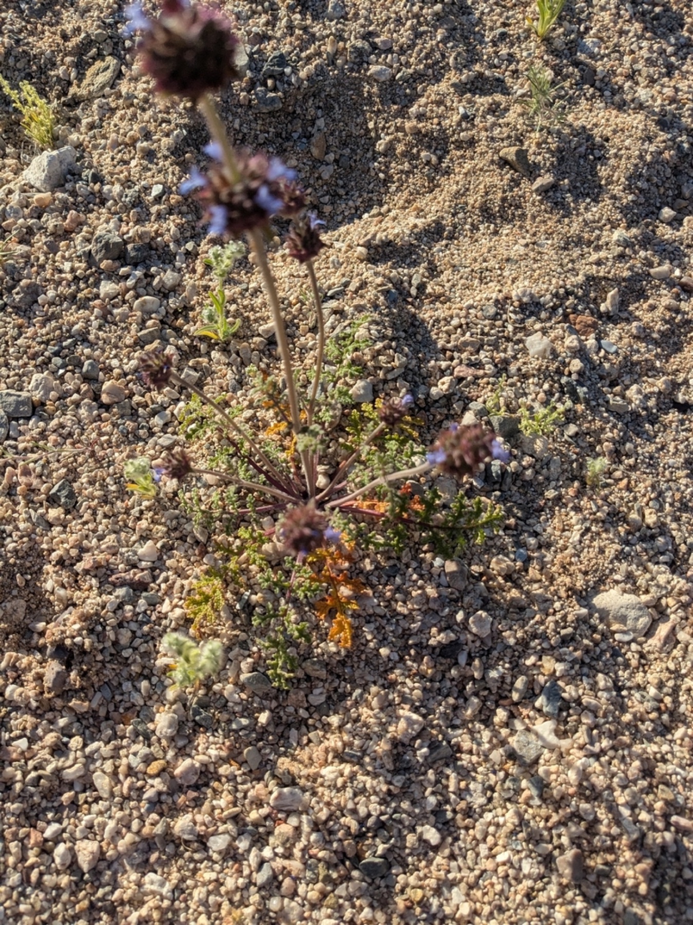 Chia — photo 9