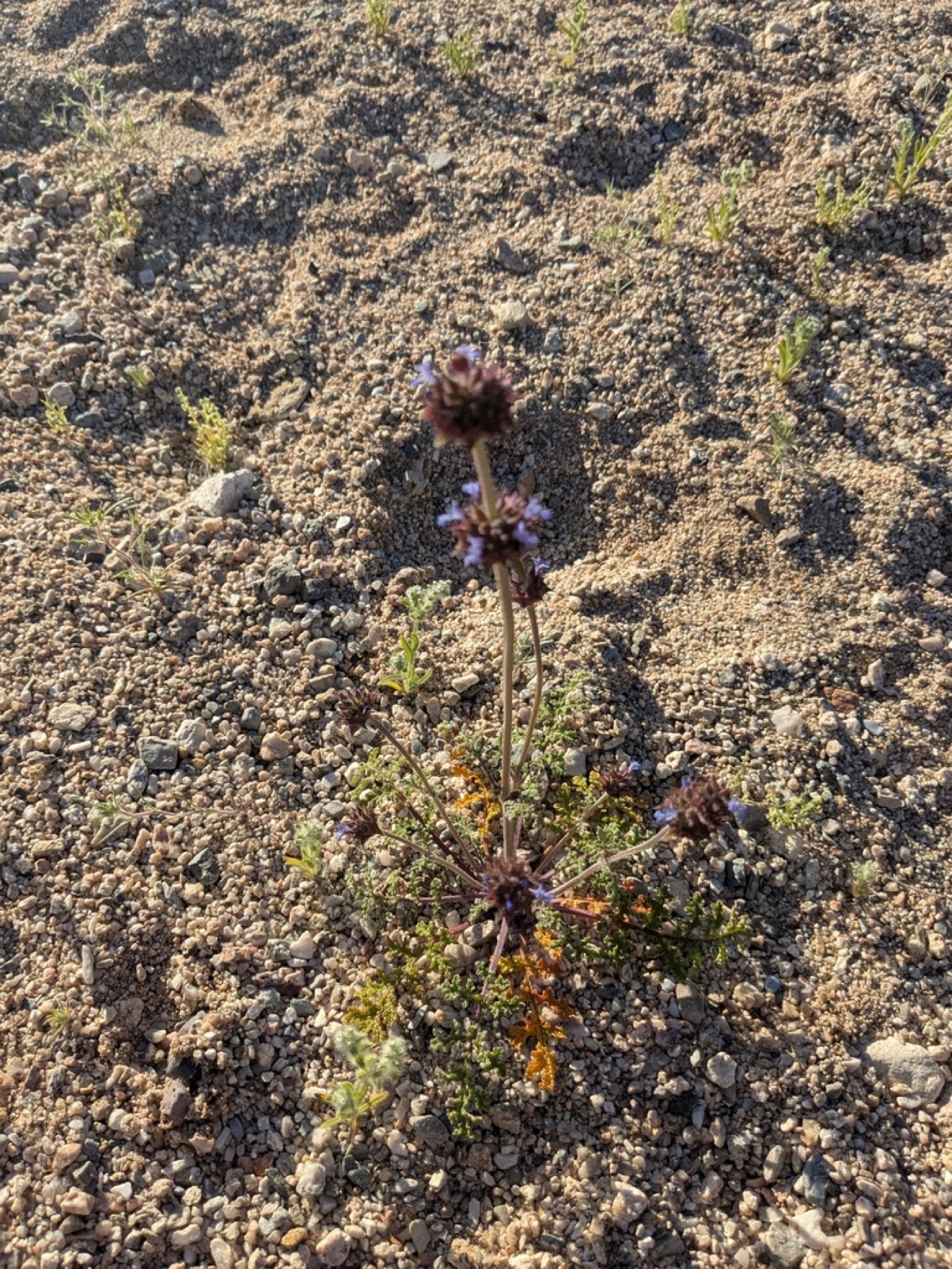 Chia — photo 10