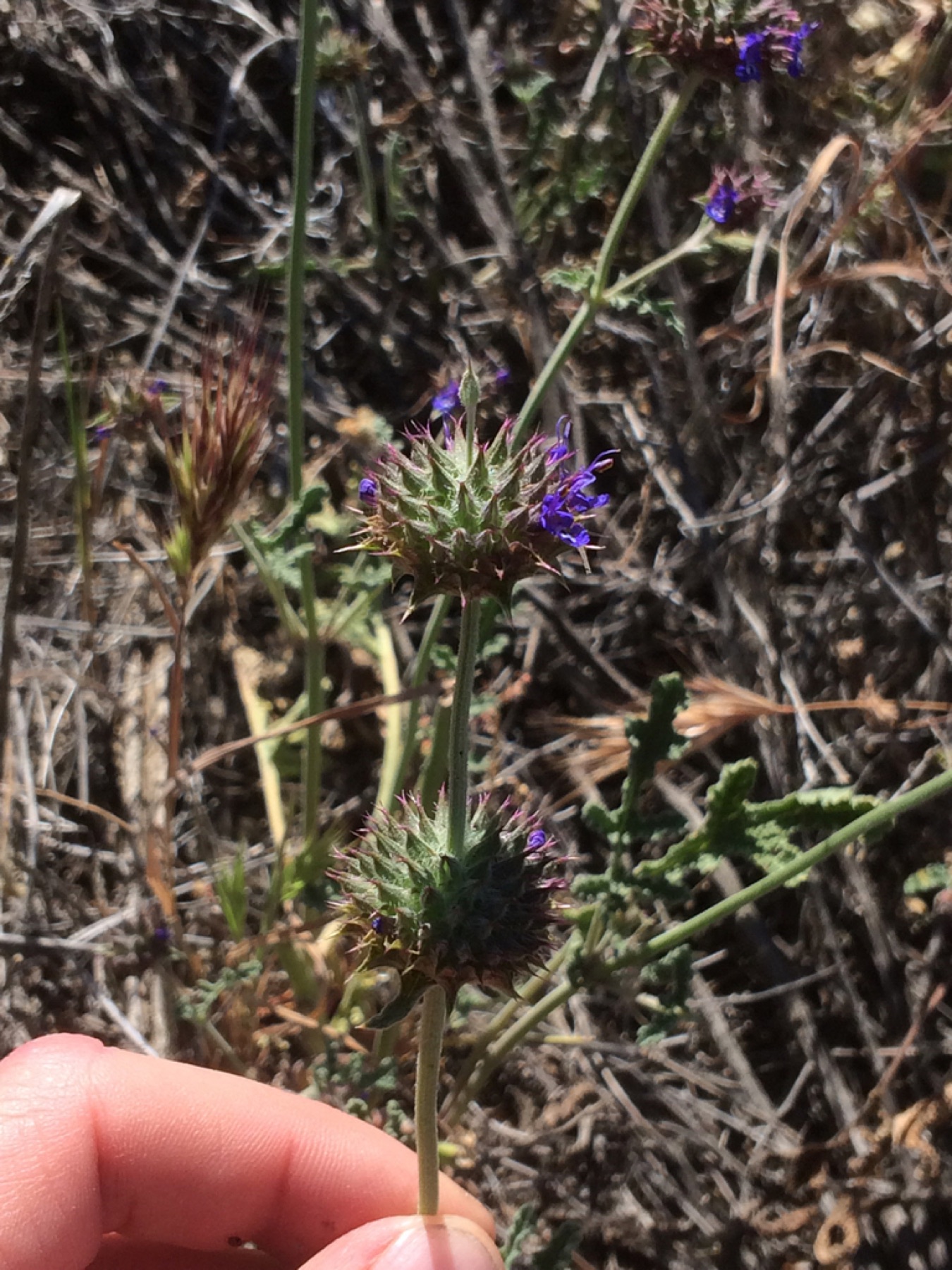 Chia — photo 11