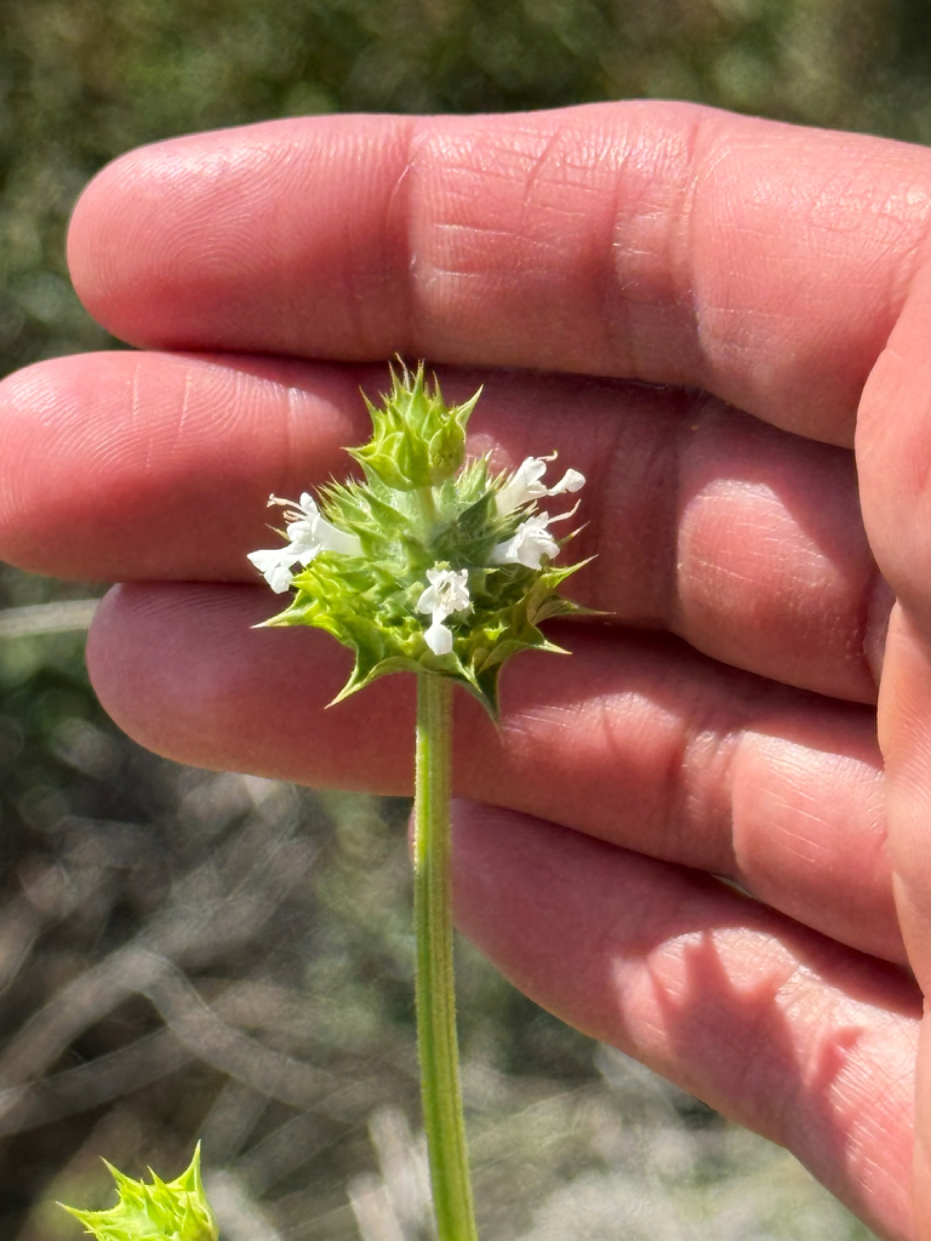 Chia — photo 12