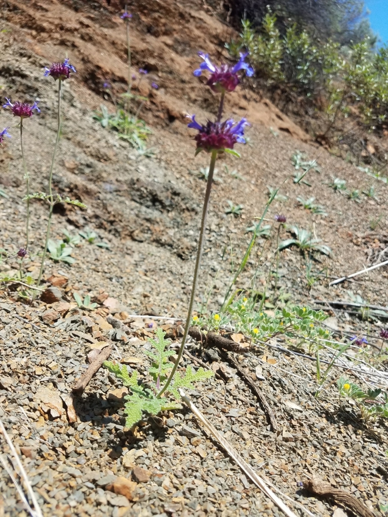 Chia — photo 14