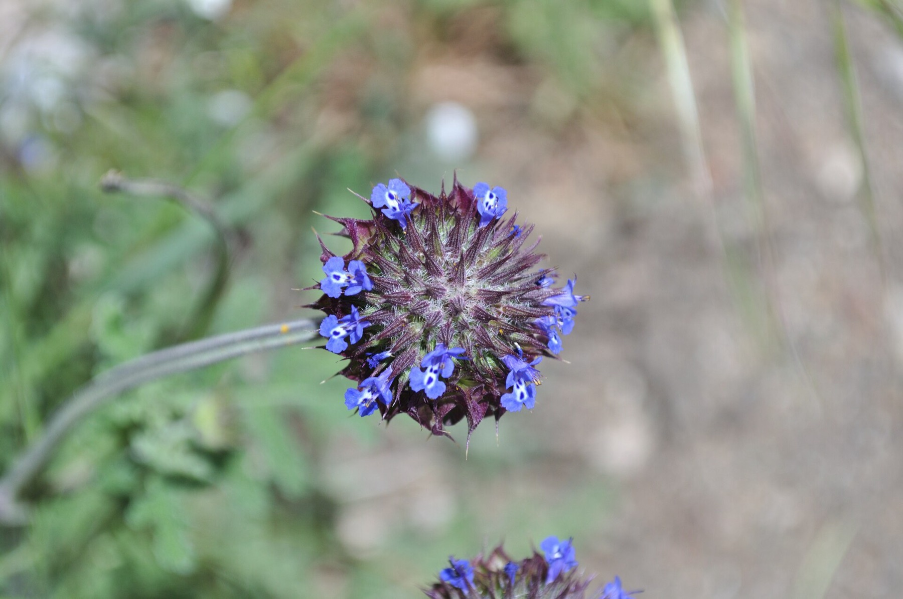 Chia — photo 15