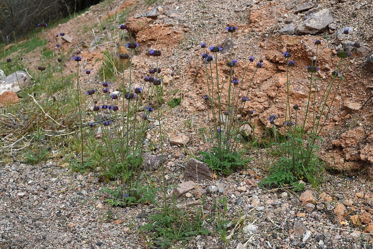Chia — photo 24