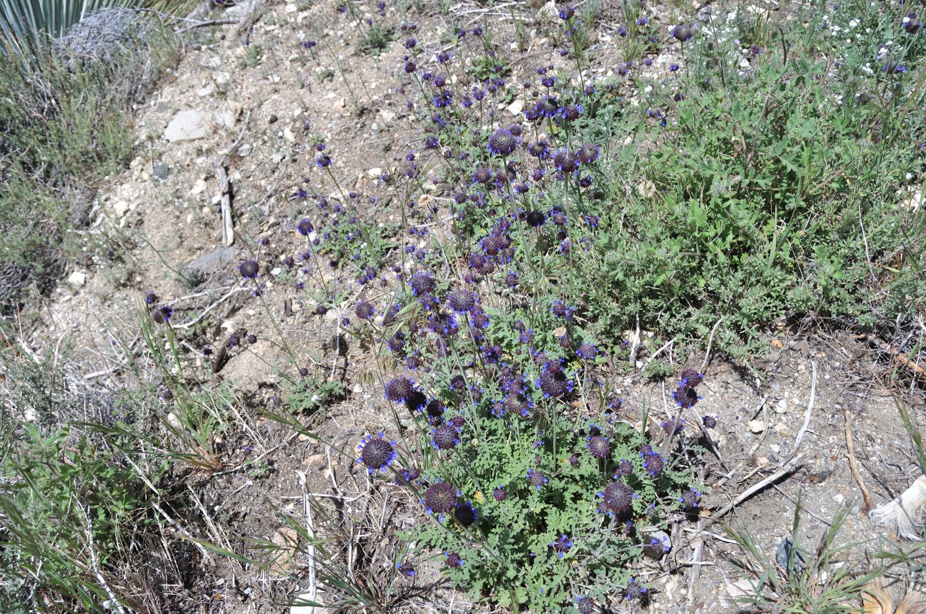 Chia — photo 16