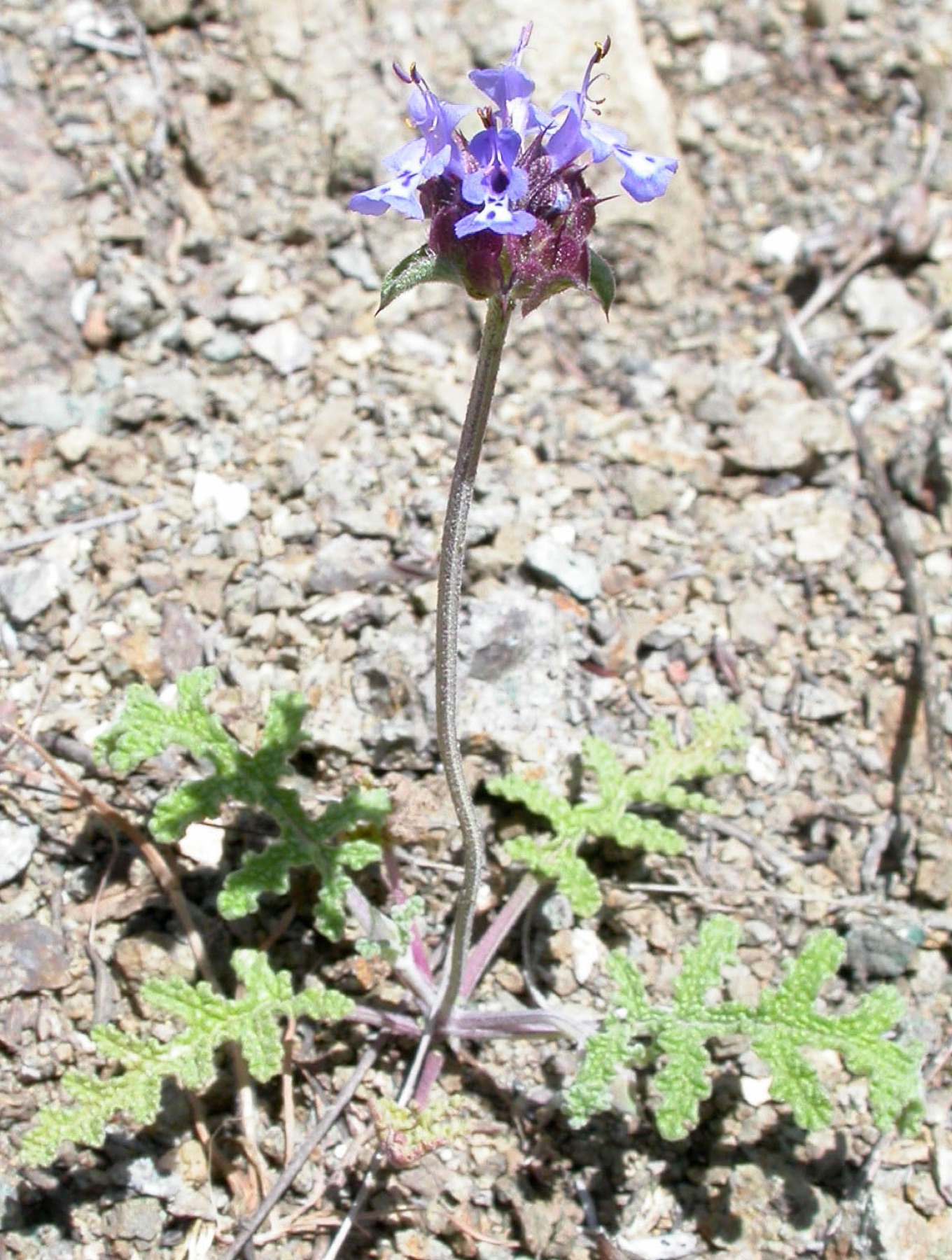 Chia — photo 17