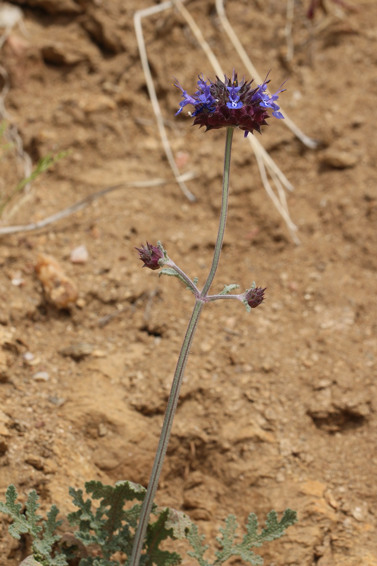 Chia — photo 18