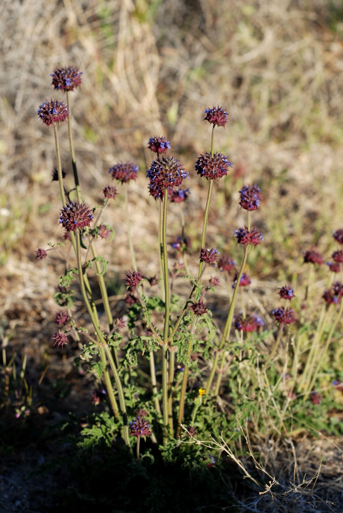 Chia — photo 19