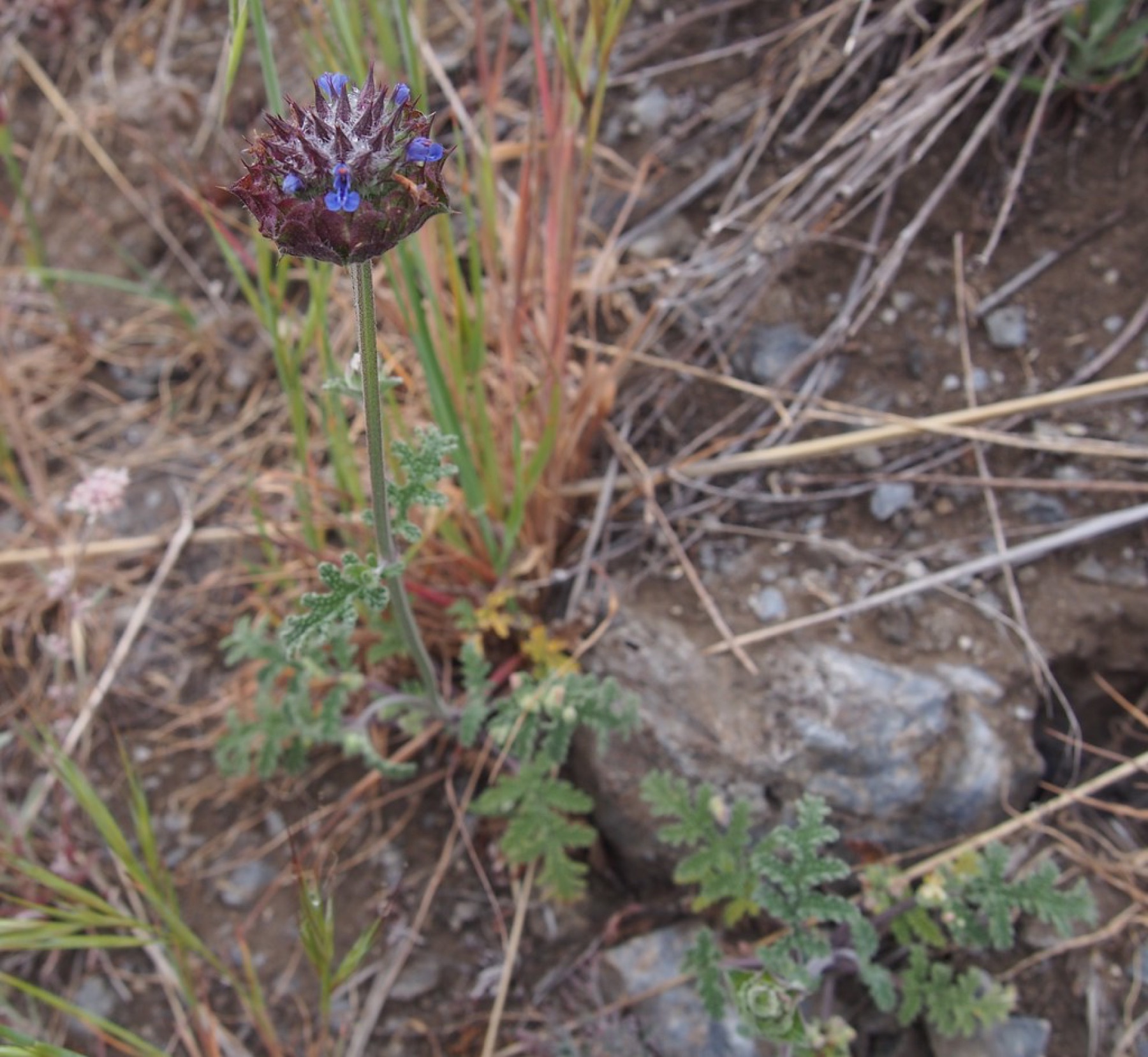 Chia — photo 22