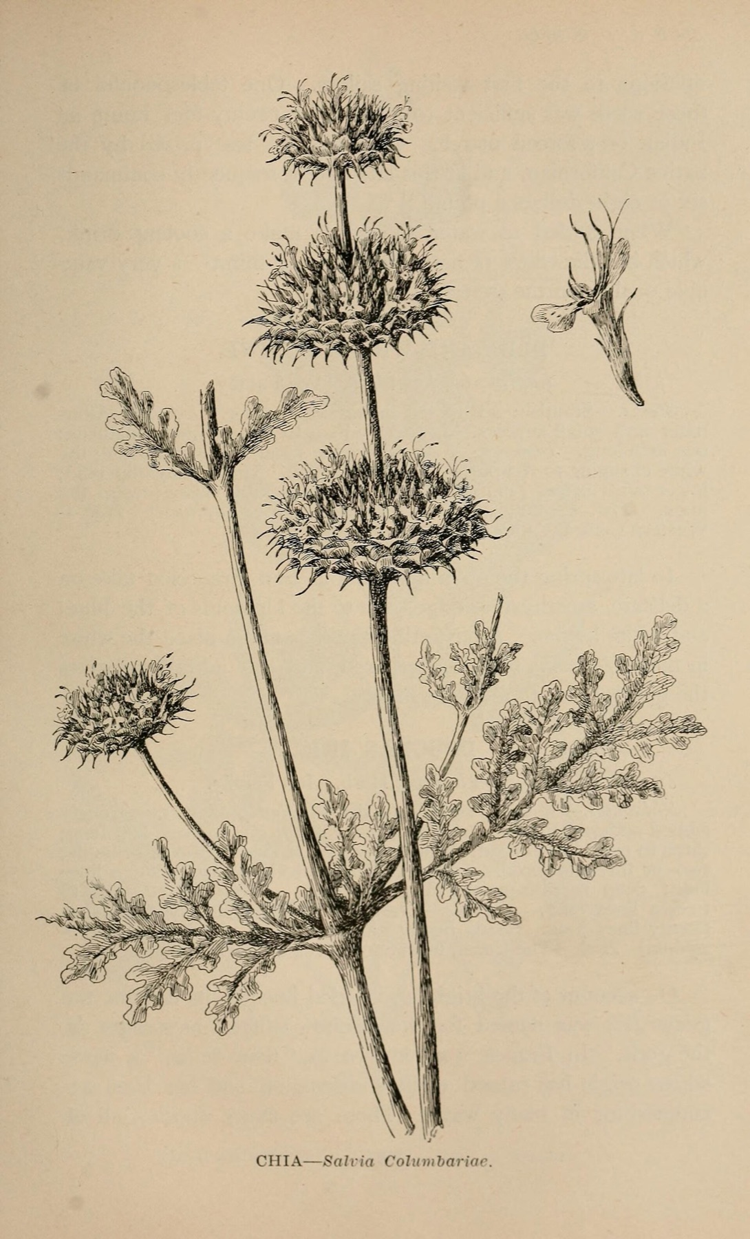 Chia — photo 1
