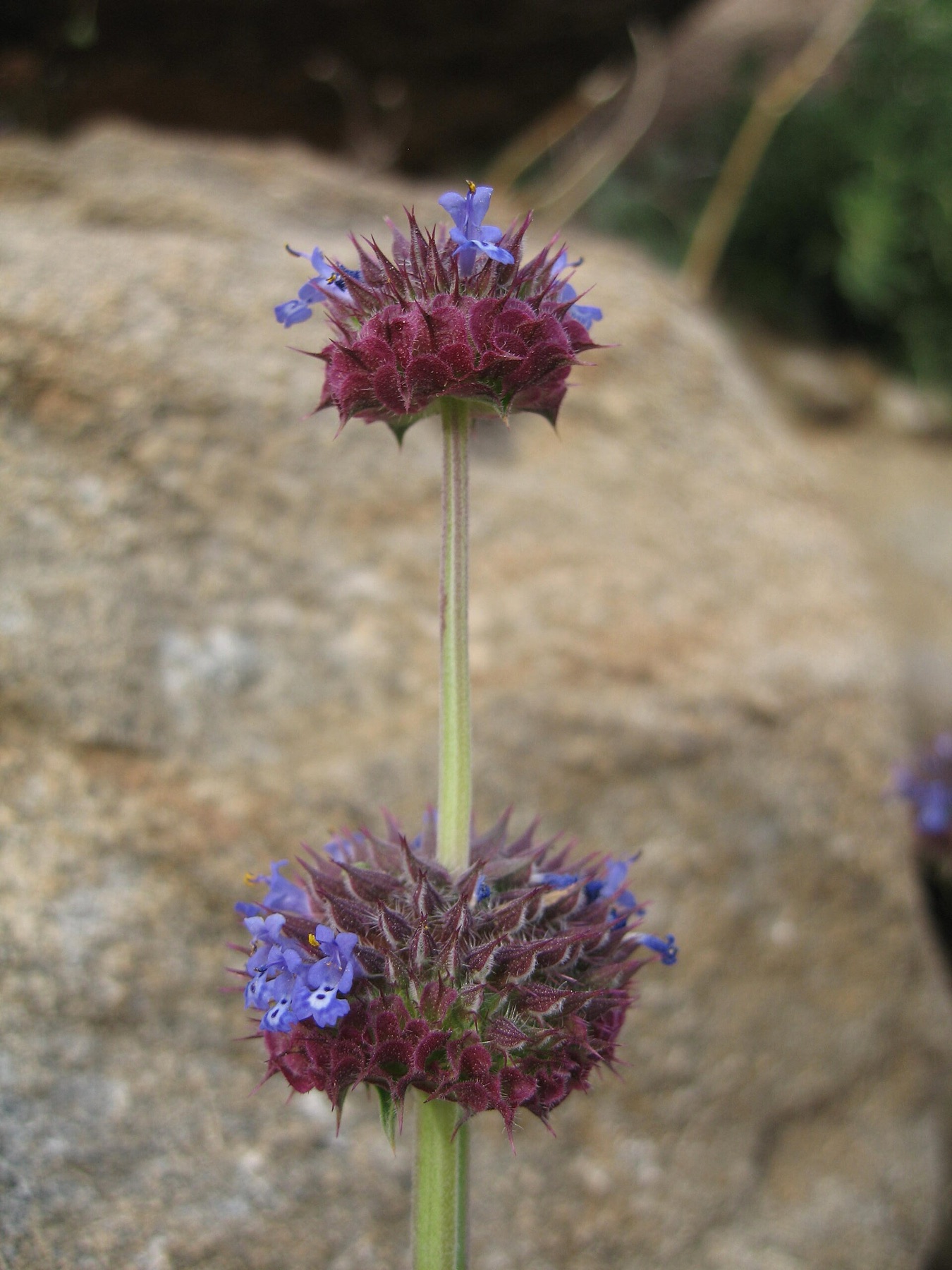 Chia — photo 2