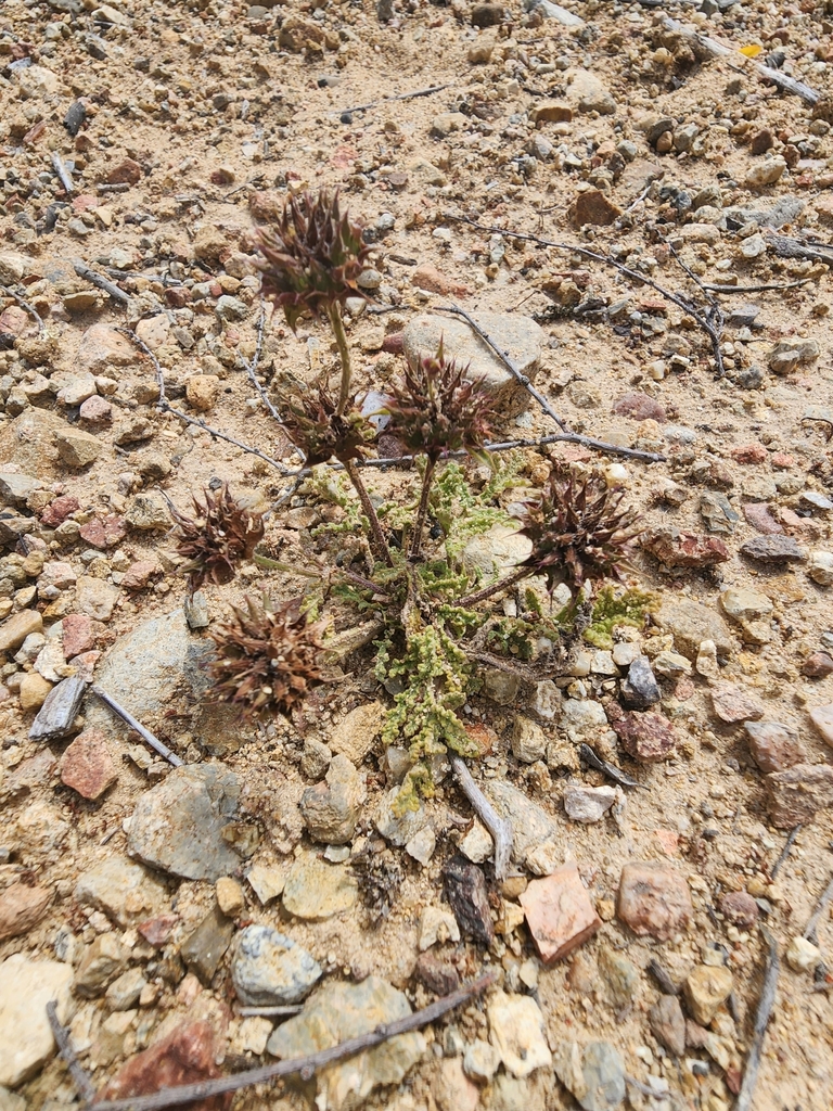 Chia — photo 23