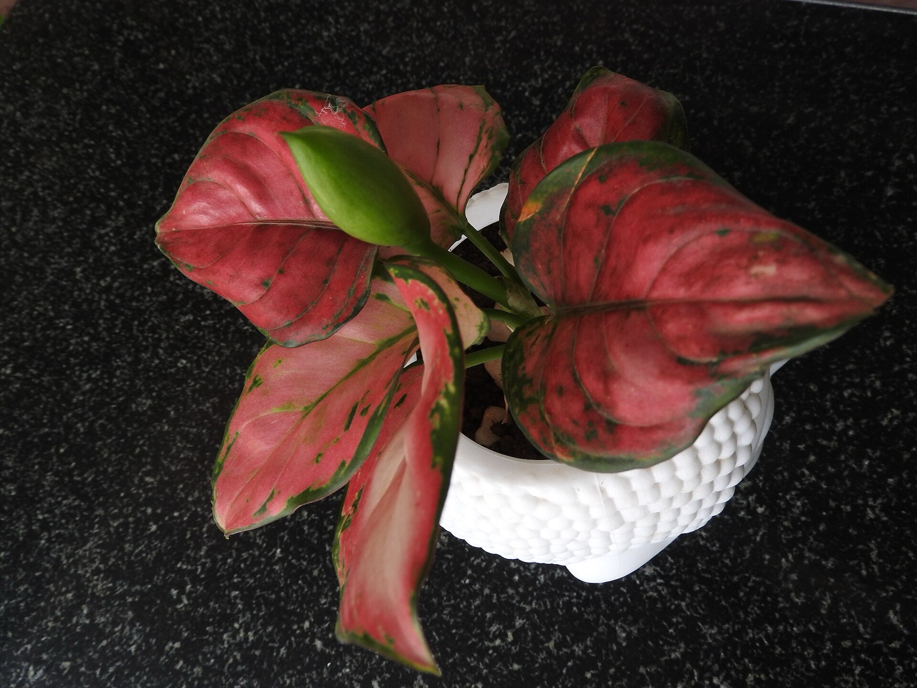 Chinese Evergreen — photo 7