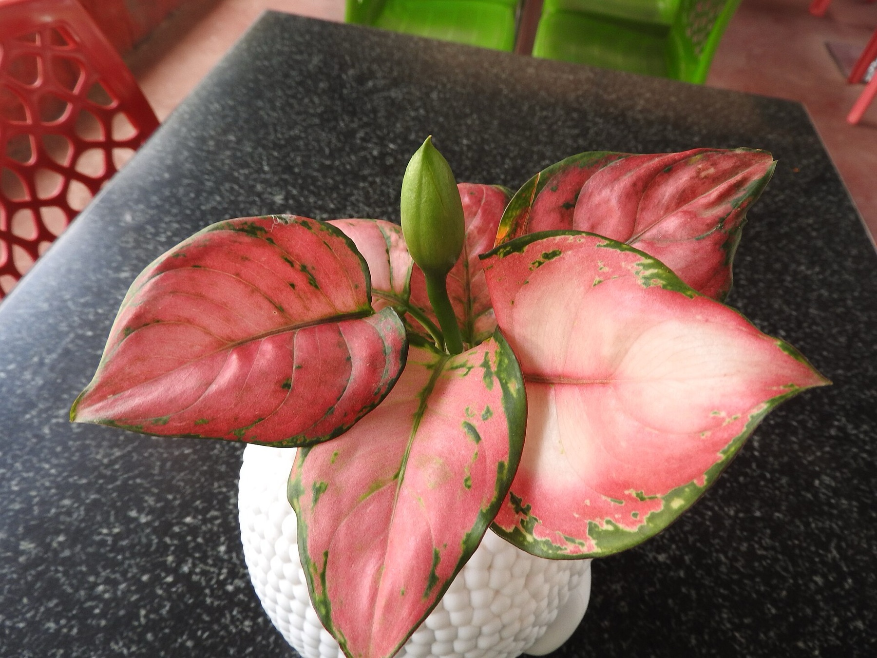 Chinese Evergreen — photo 8