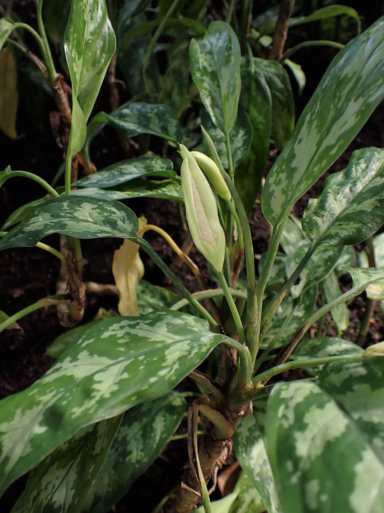 Chinese Evergreen — photo 9