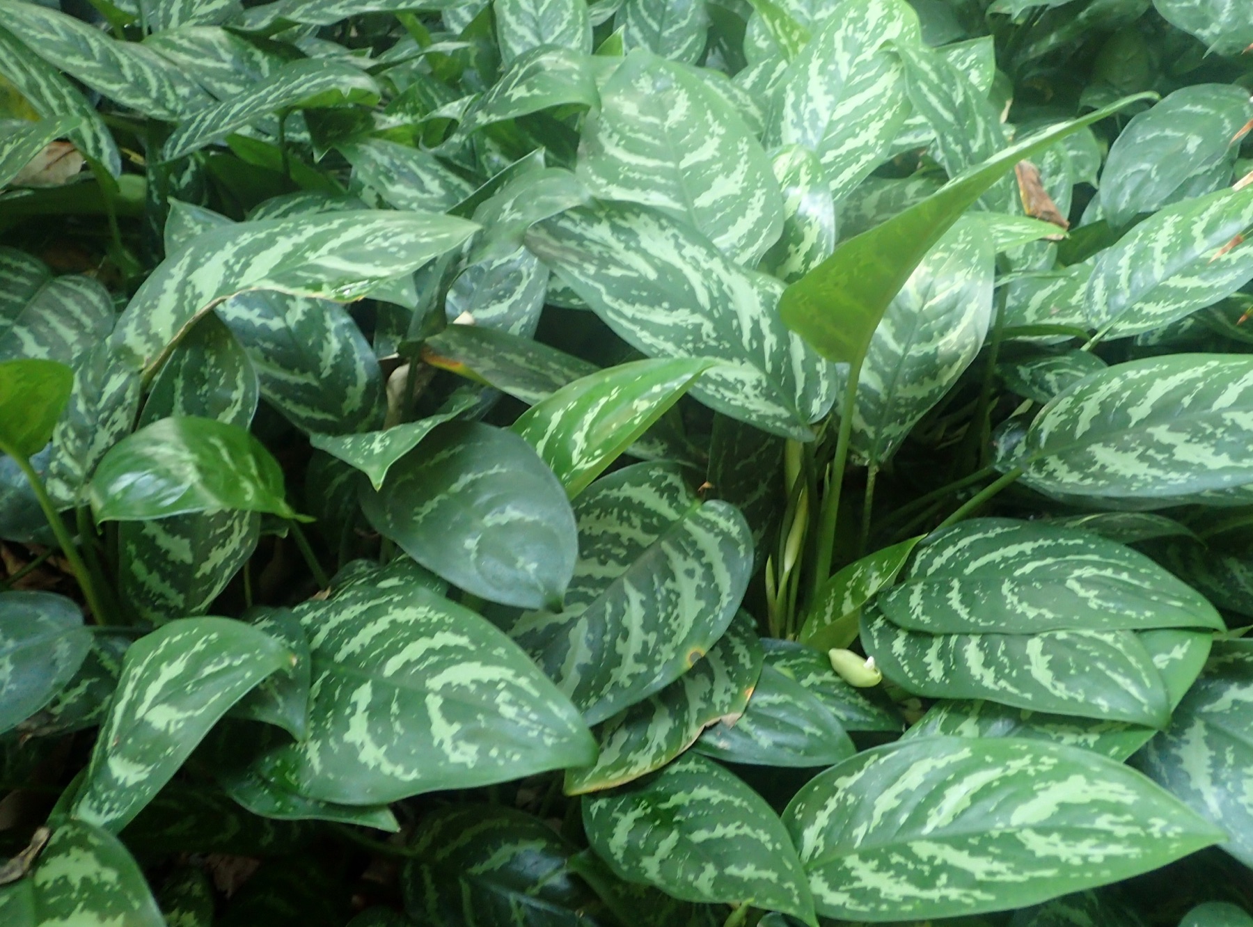 Chinese Evergreen — photo 10