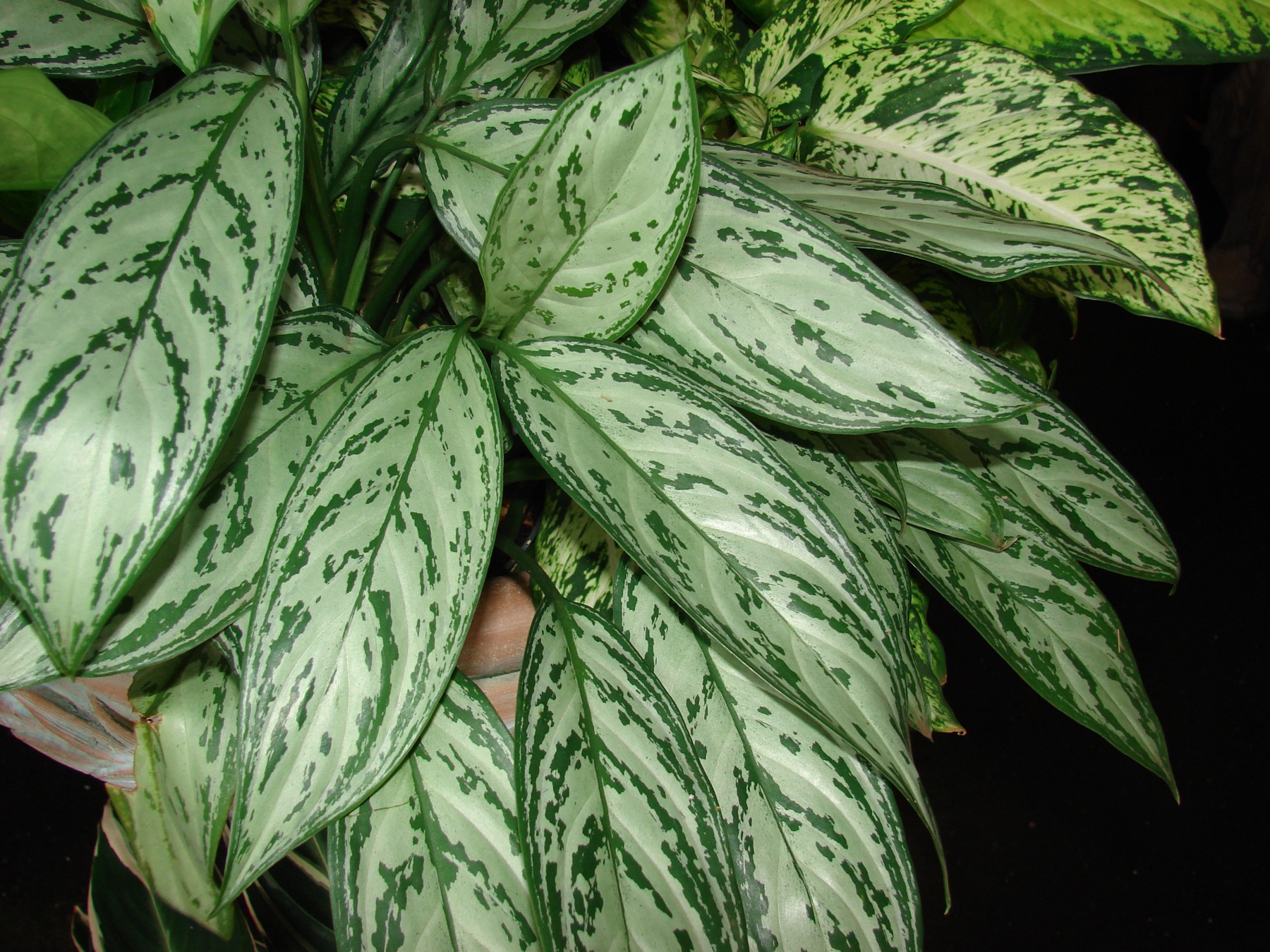 Chinese Evergreen — photo 11