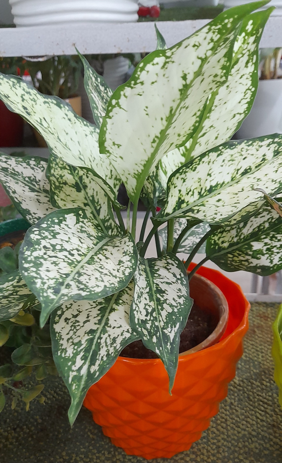 Chinese Evergreen — photo 12