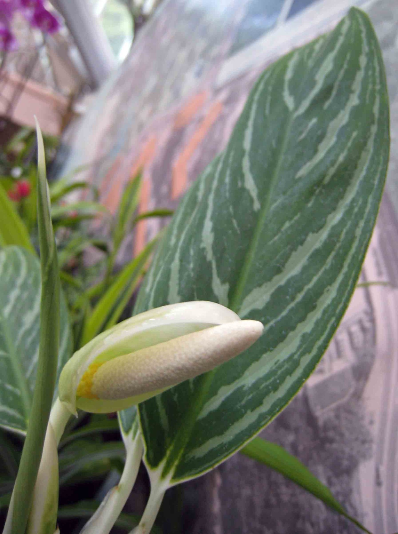 Chinese Evergreen — photo 13