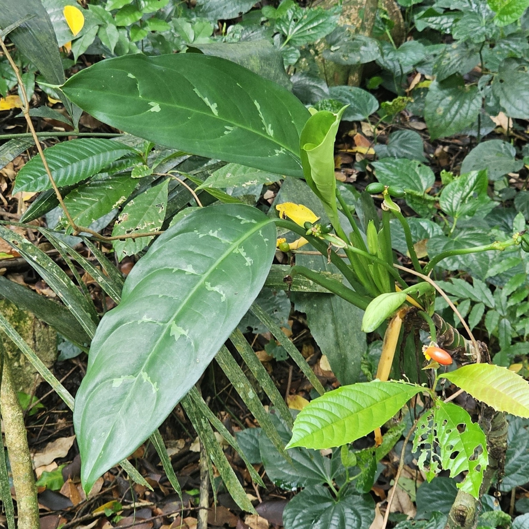 Chinese Evergreen — photo 14