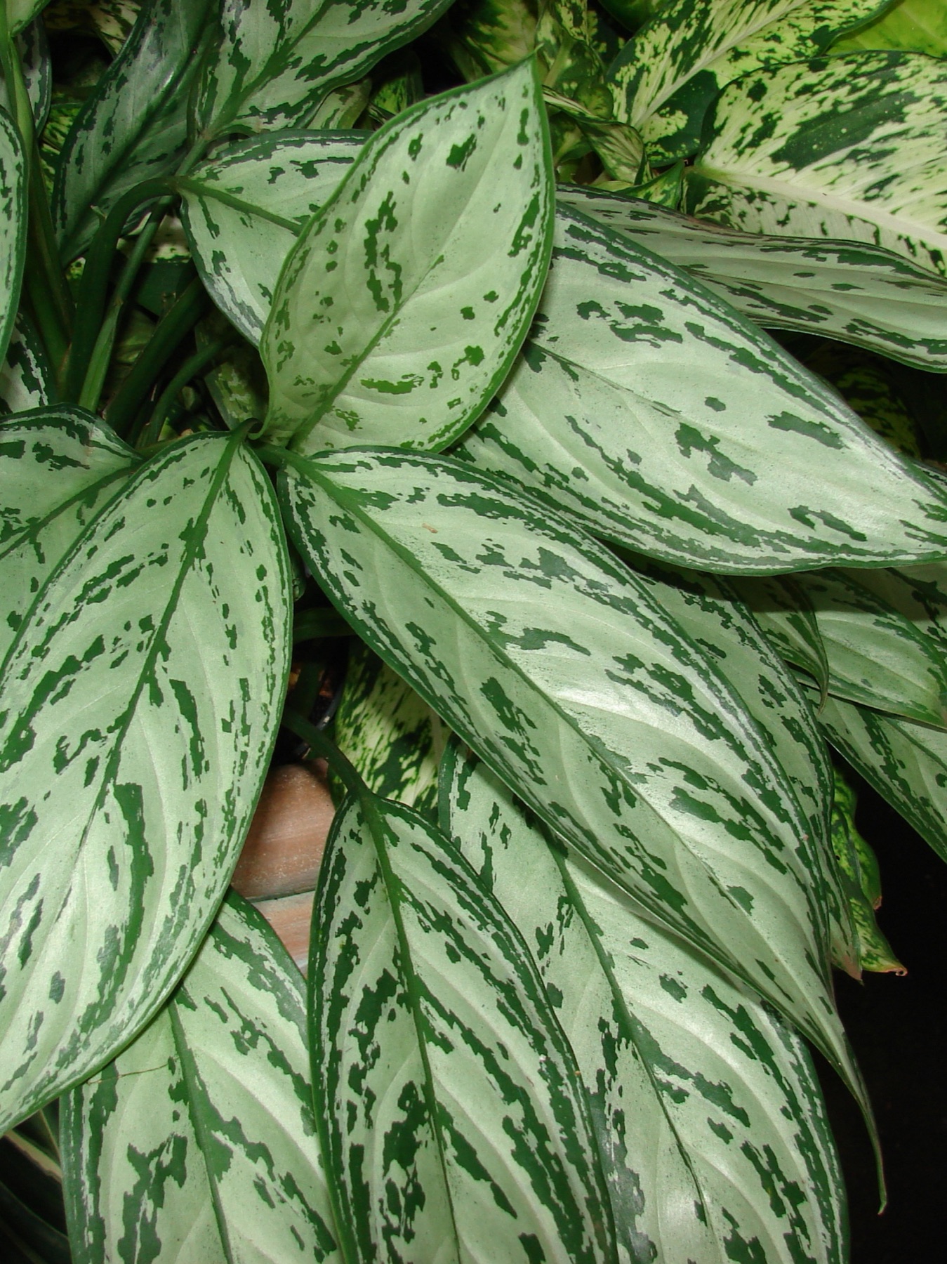 Chinese Evergreen — photo 15