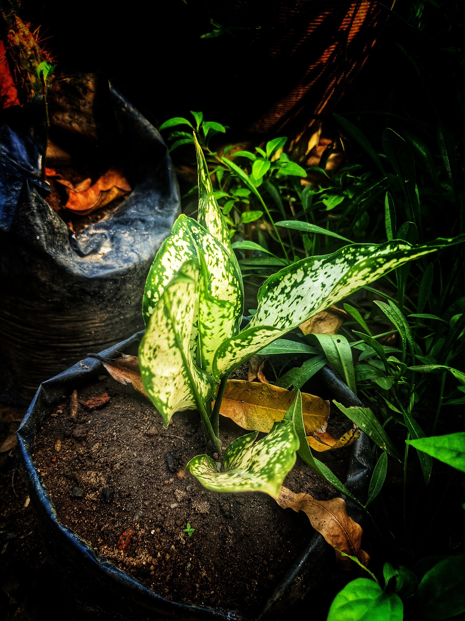 Chinese Evergreen — photo 19