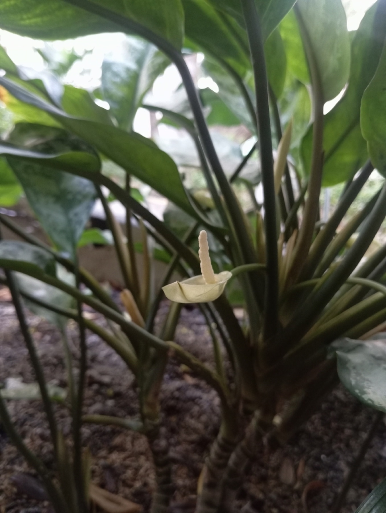 Chinese Evergreen — photo 16
