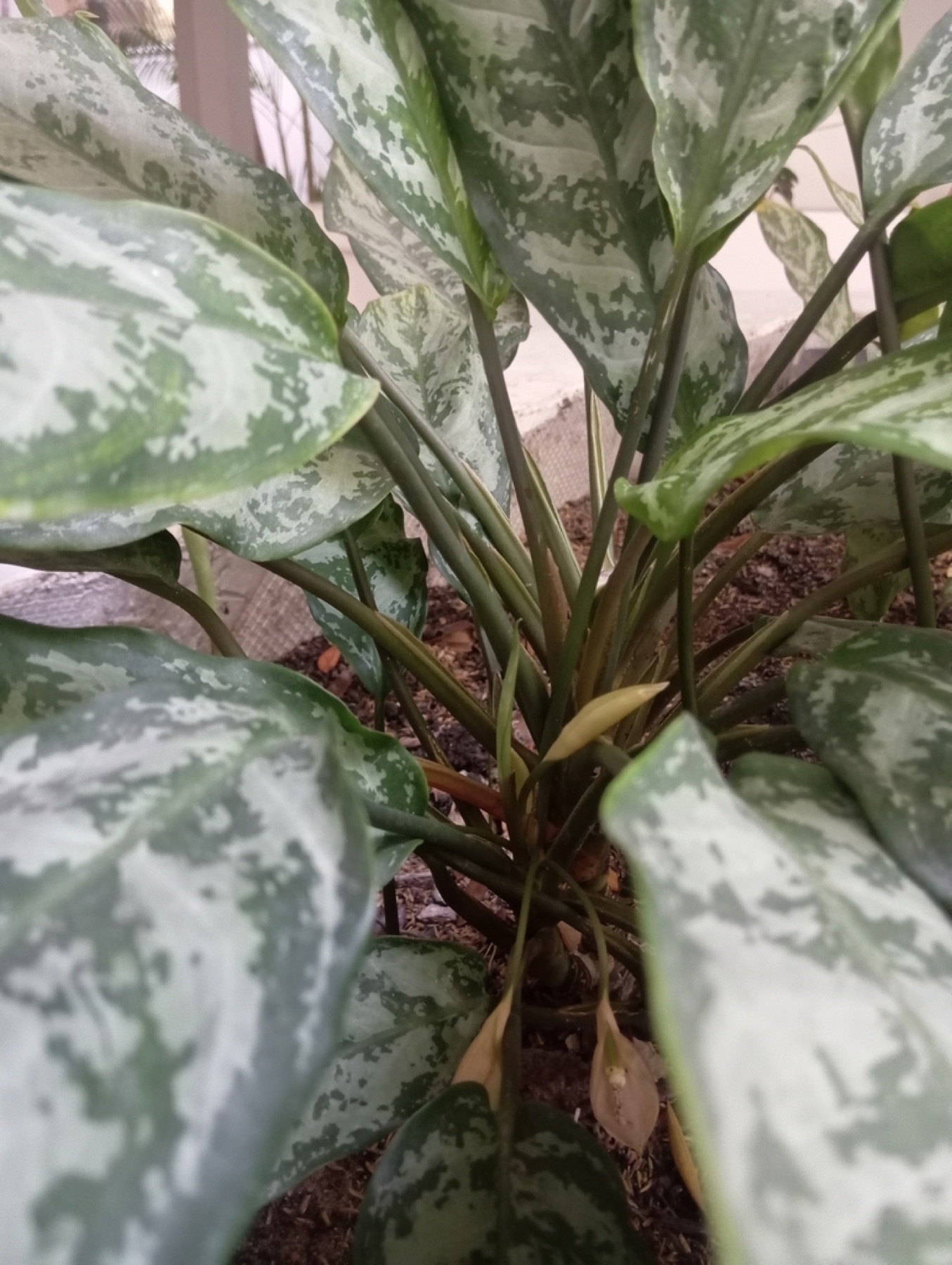 Chinese Evergreen — photo 17