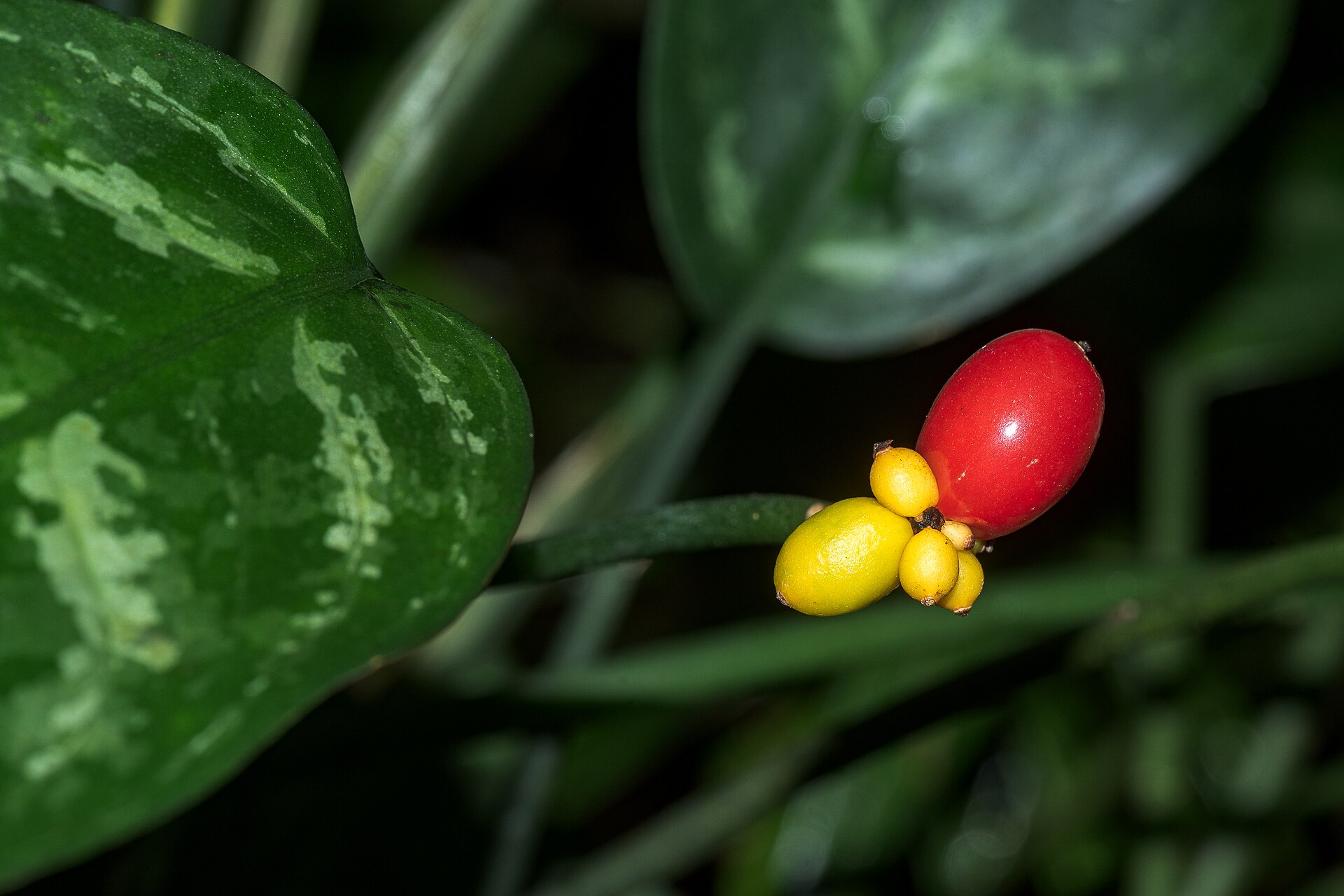 Chinese Evergreen — photo 20