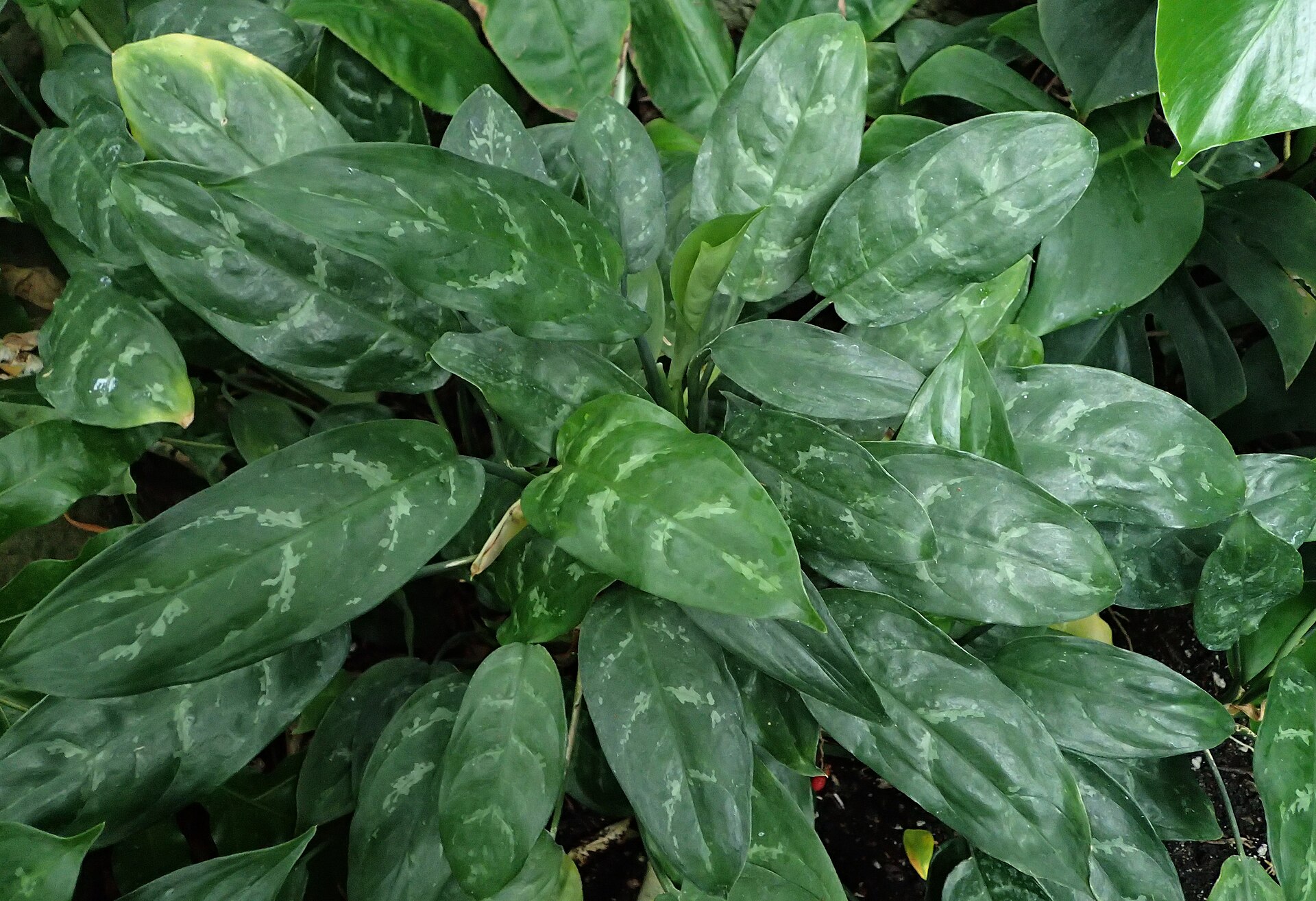 Chinese Evergreen — photo 21