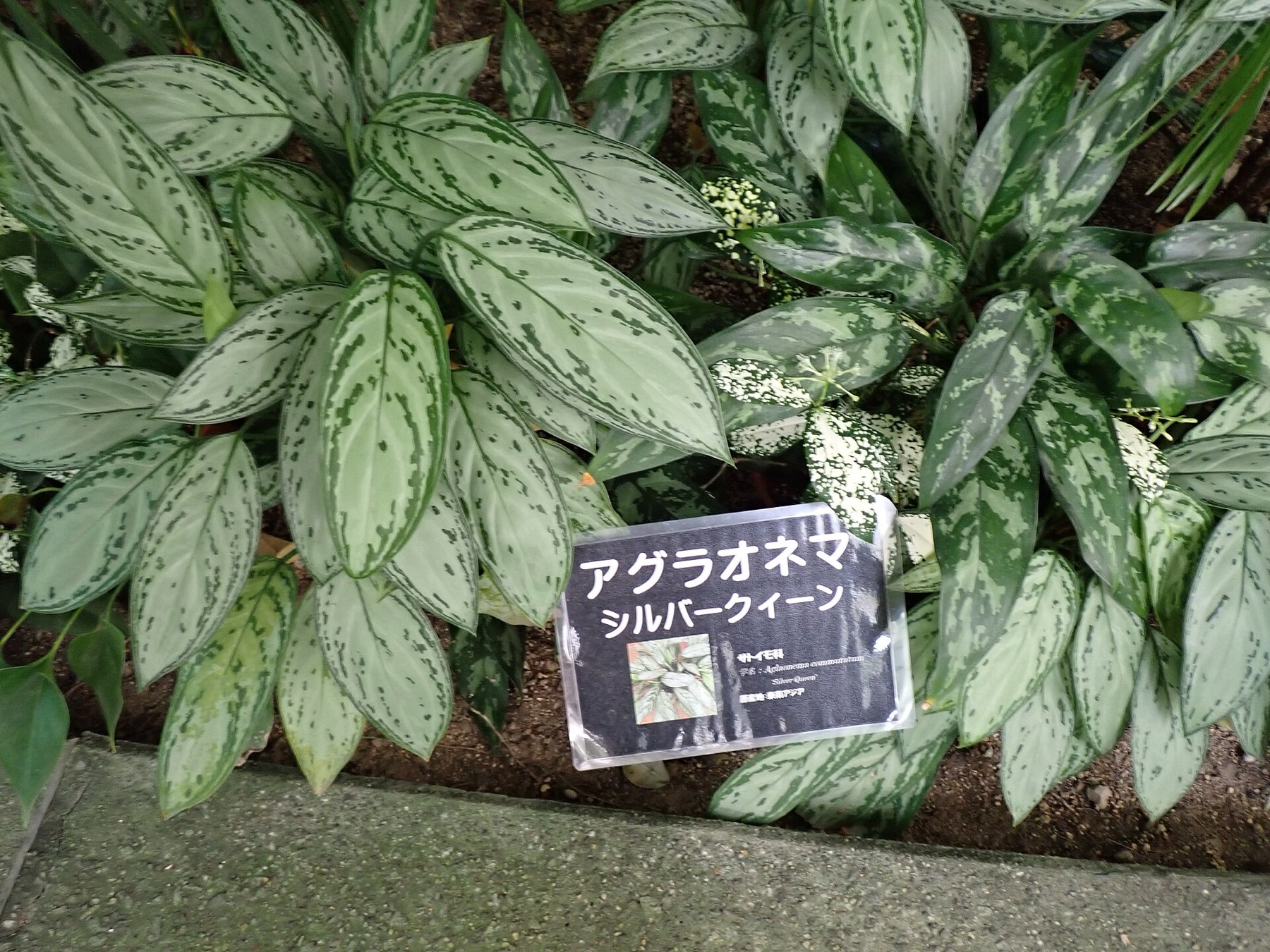 Chinese Evergreen — photo 1