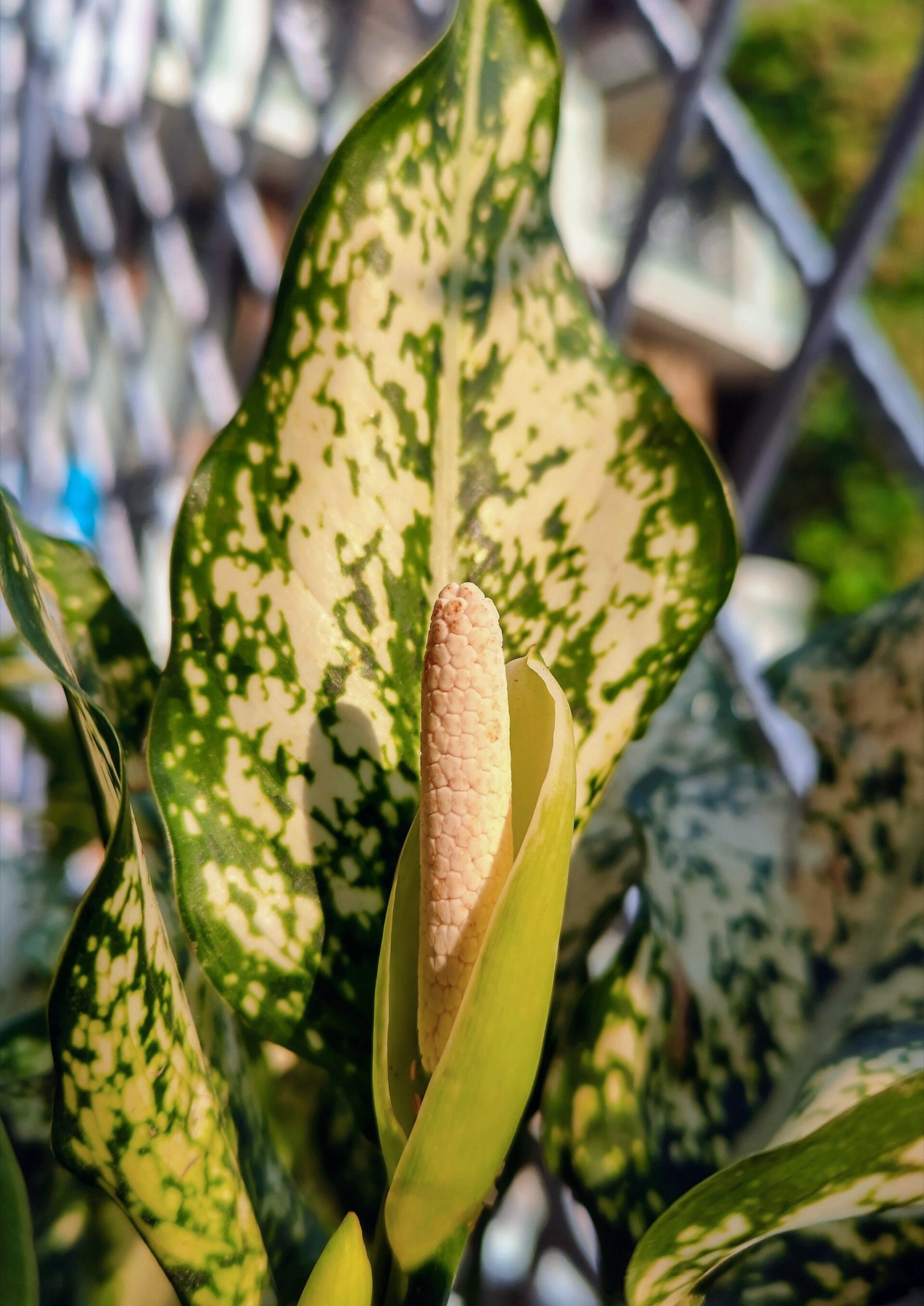 Chinese Evergreen — photo 2