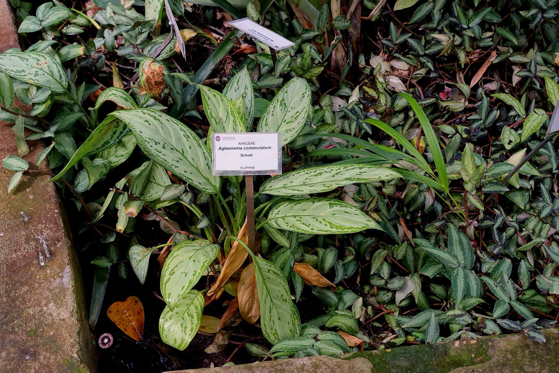 Chinese Evergreen — photo 4