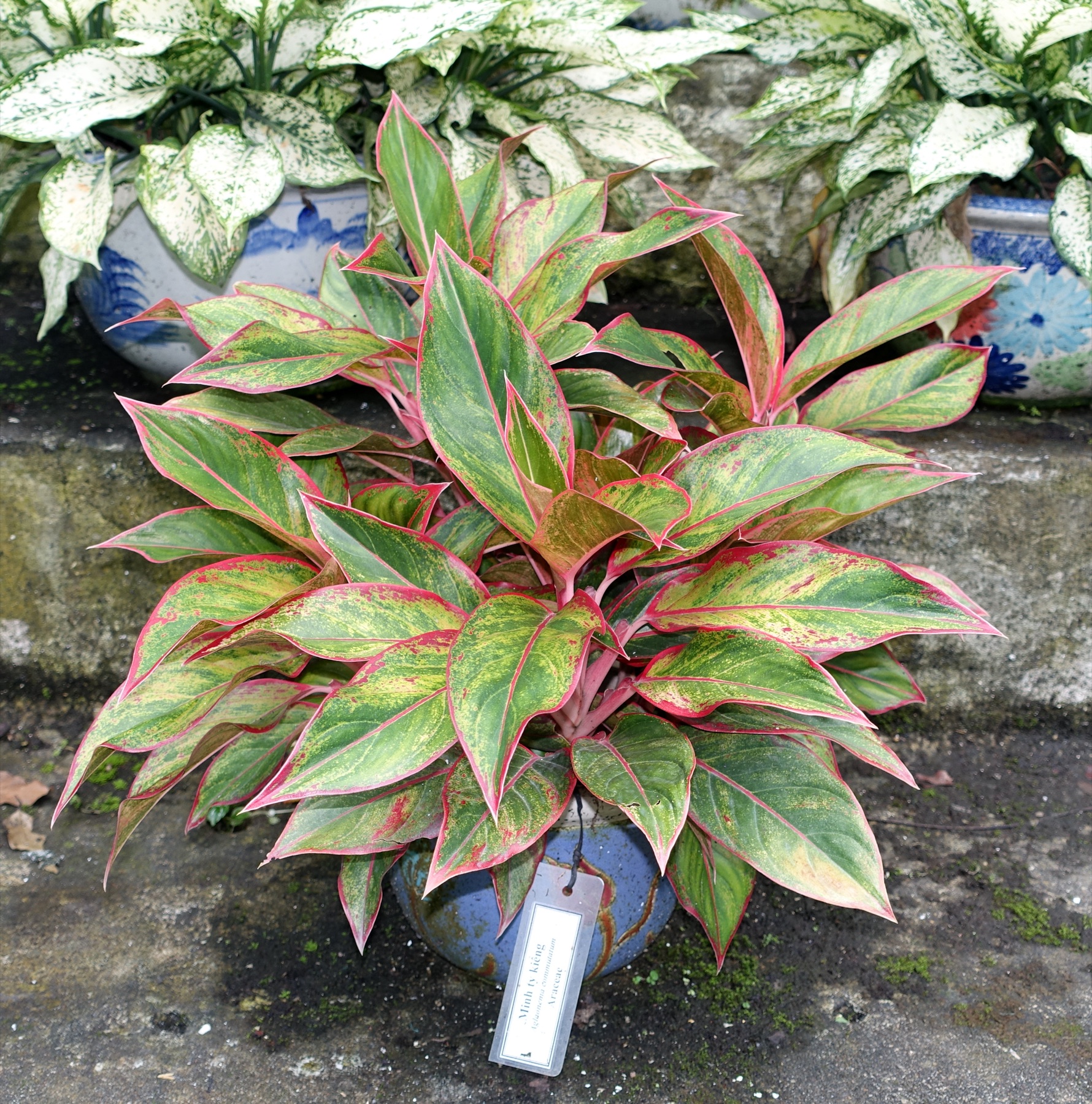 Chinese Evergreen — photo 5