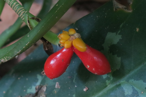Chinese Evergreen — photo 18