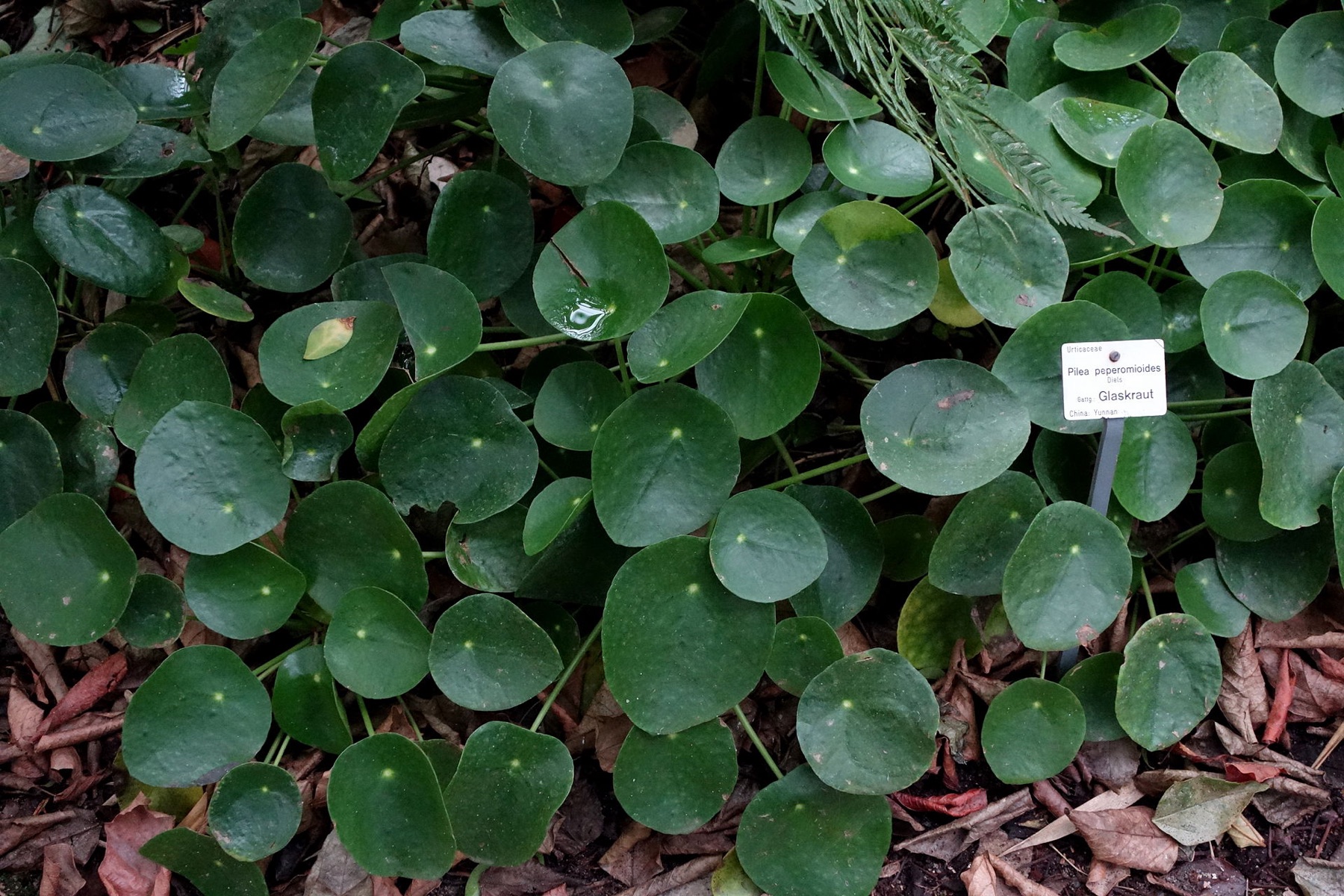 Chinese Money Plant — photo 6