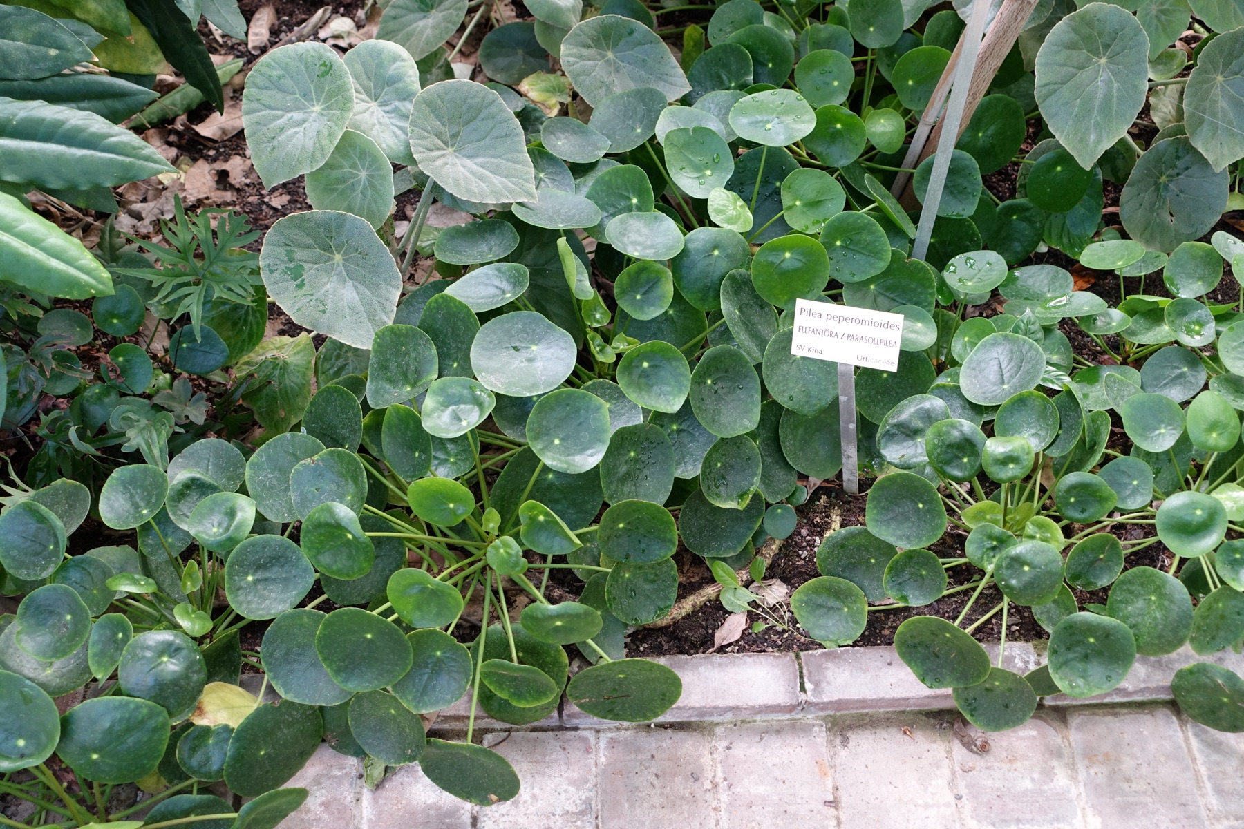 Chinese Money Plant — photo 7