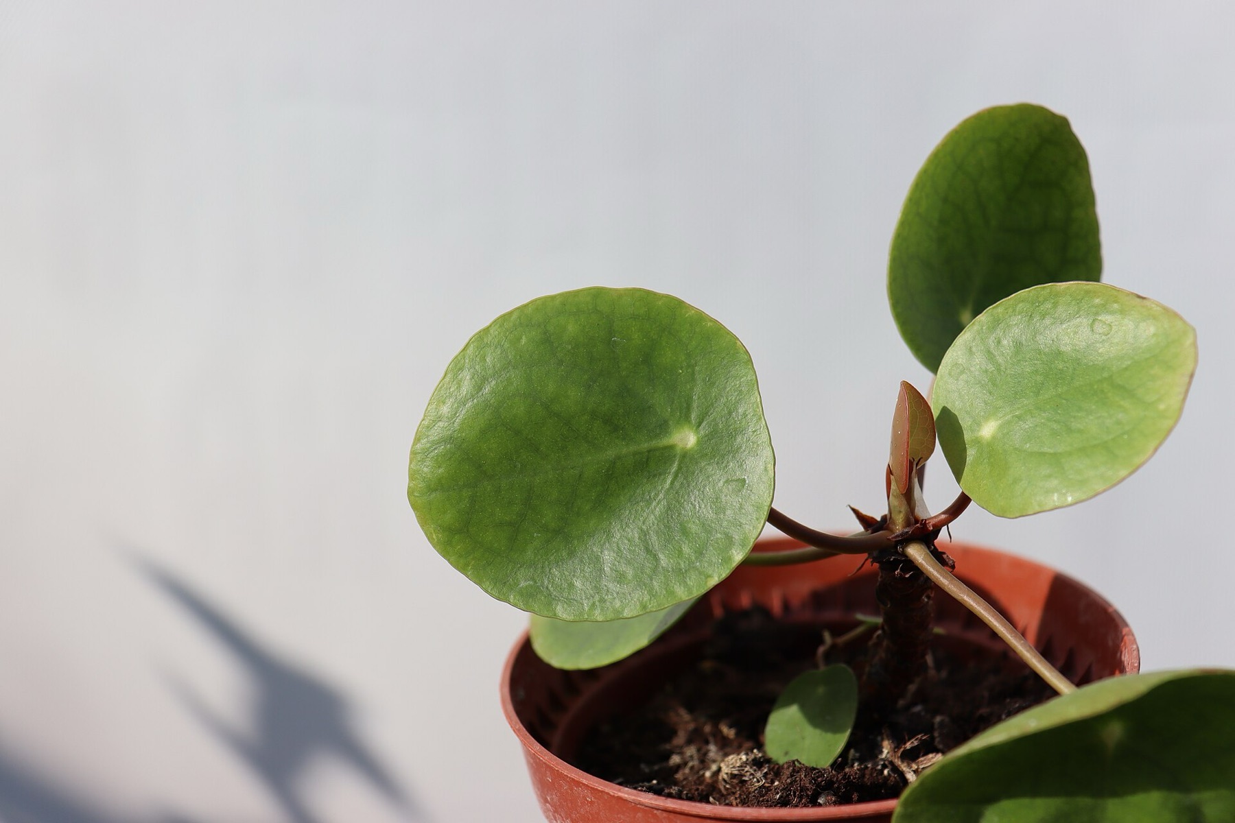 Chinese Money Plant — photo 8