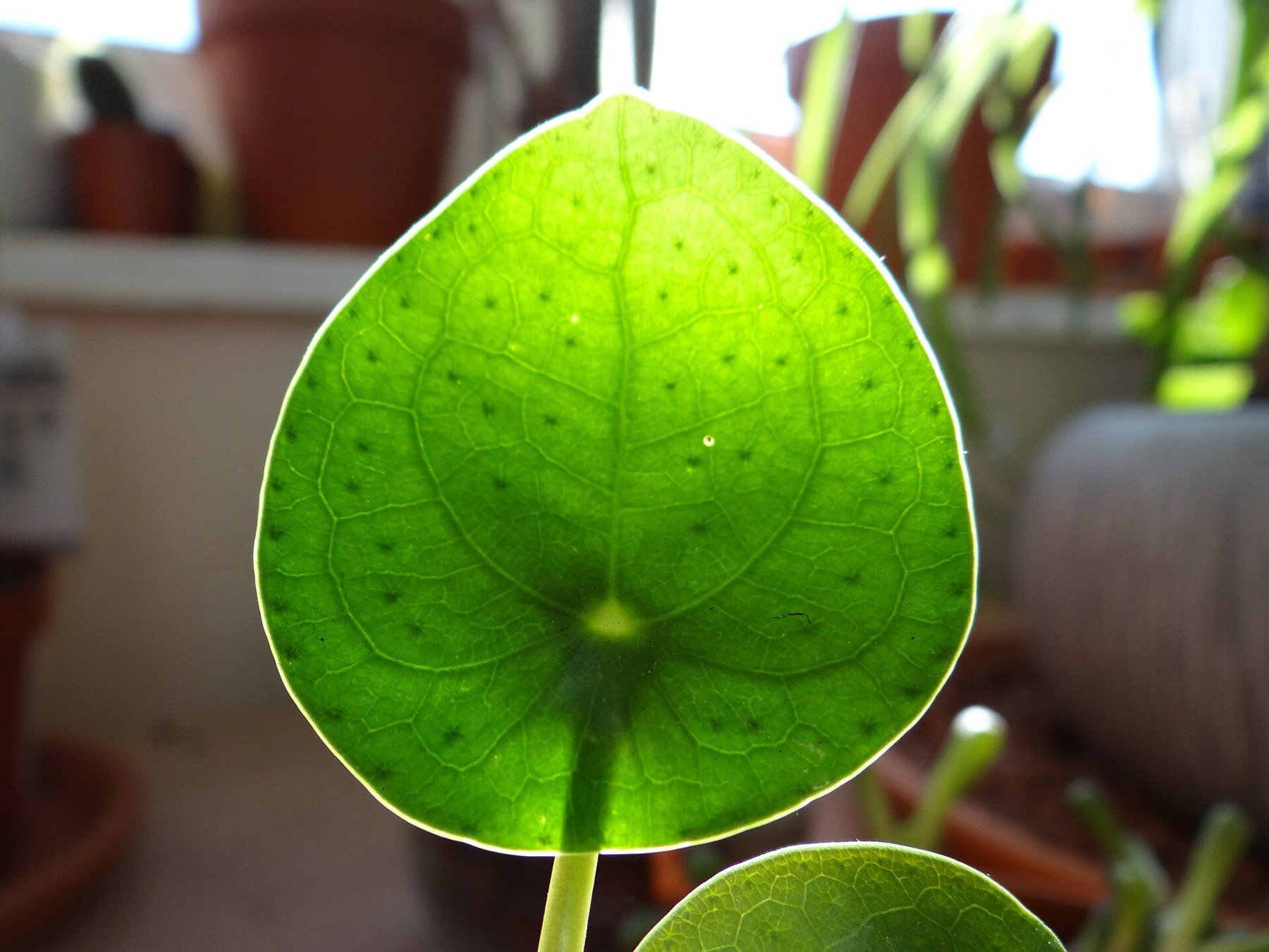 Chinese Money Plant — photo 9