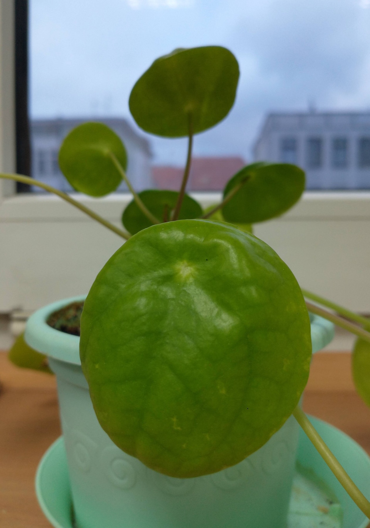 Chinese Money Plant — photo 10