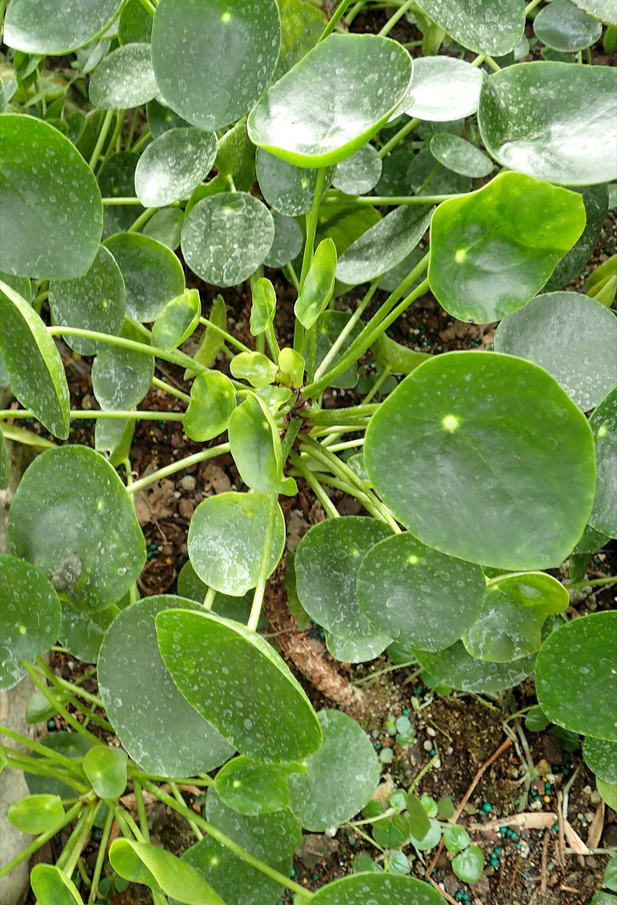 Chinese Money Plant — photo 11