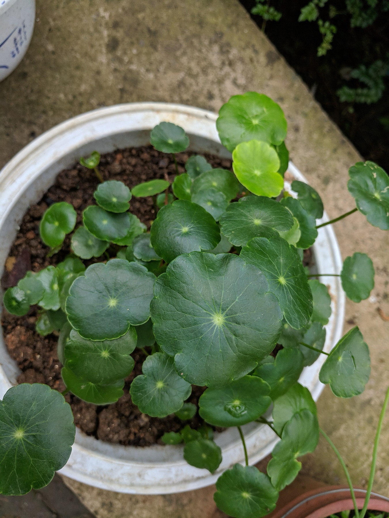 Chinese Money Plant — photo 12