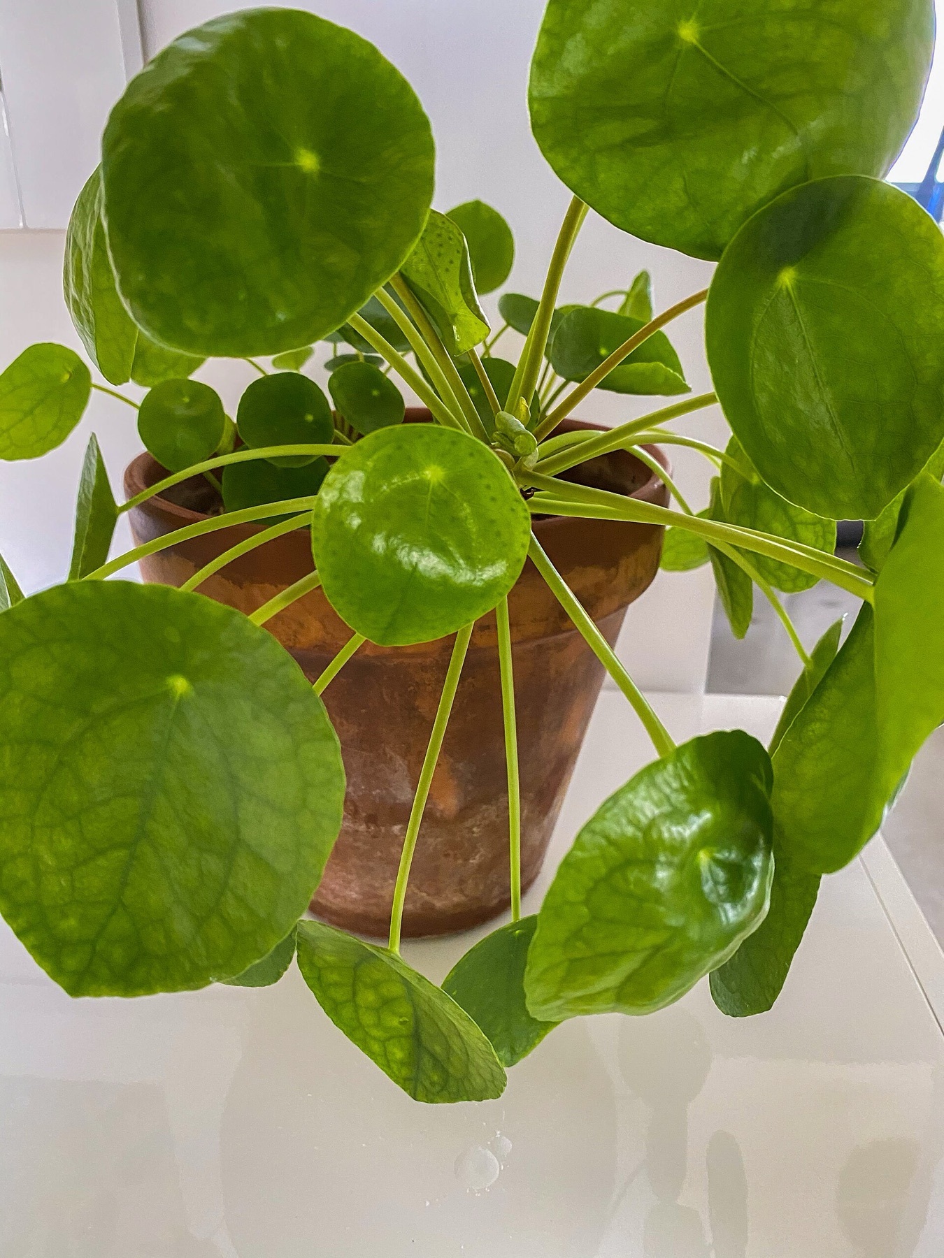 Chinese Money Plant — photo 13