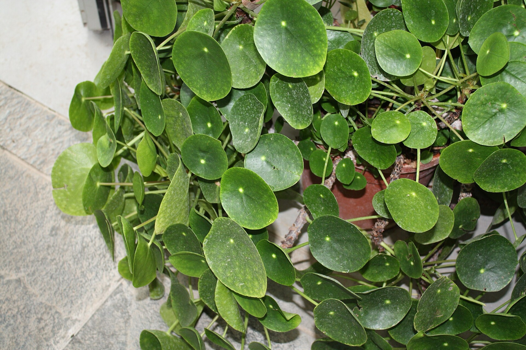 Chinese Money Plant — photo 14