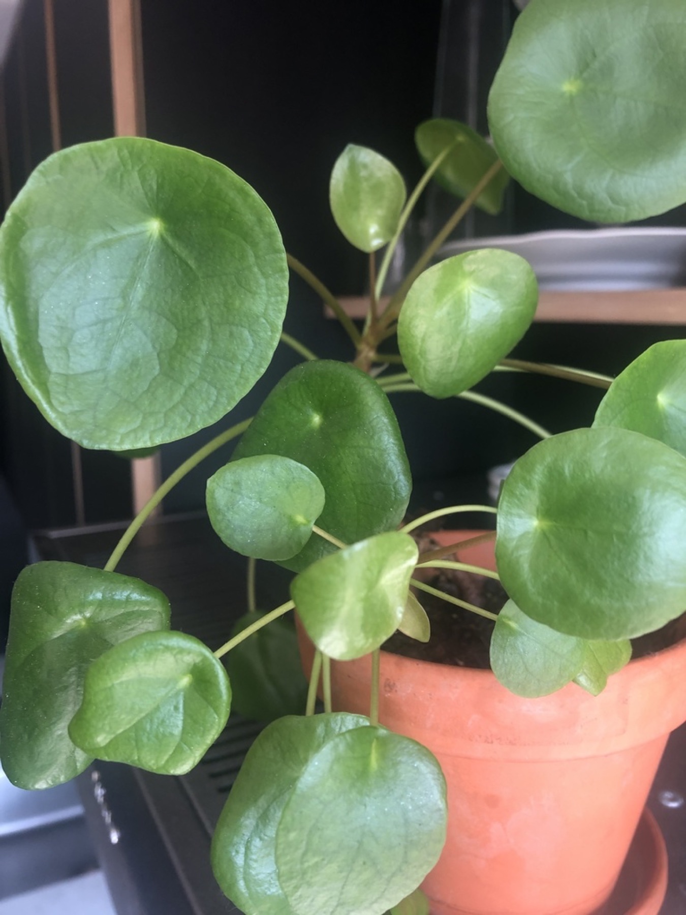 Chinese Money Plant — photo 15