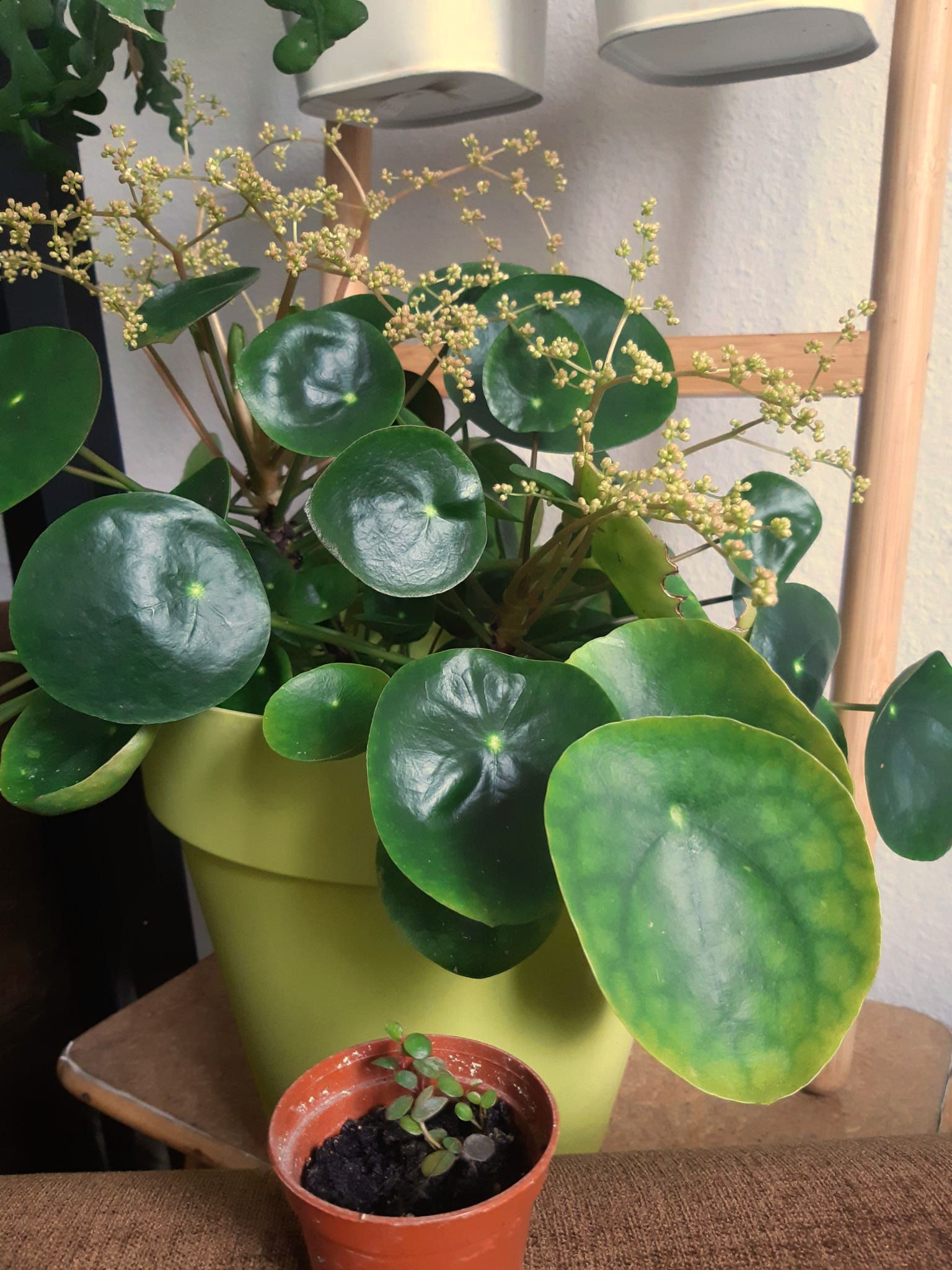 Chinese Money Plant — photo 24