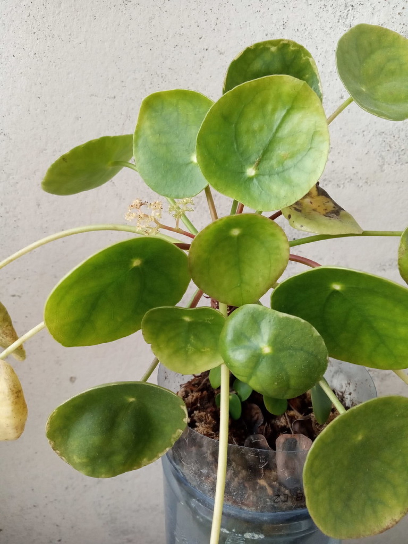 Chinese Money Plant — photo 16