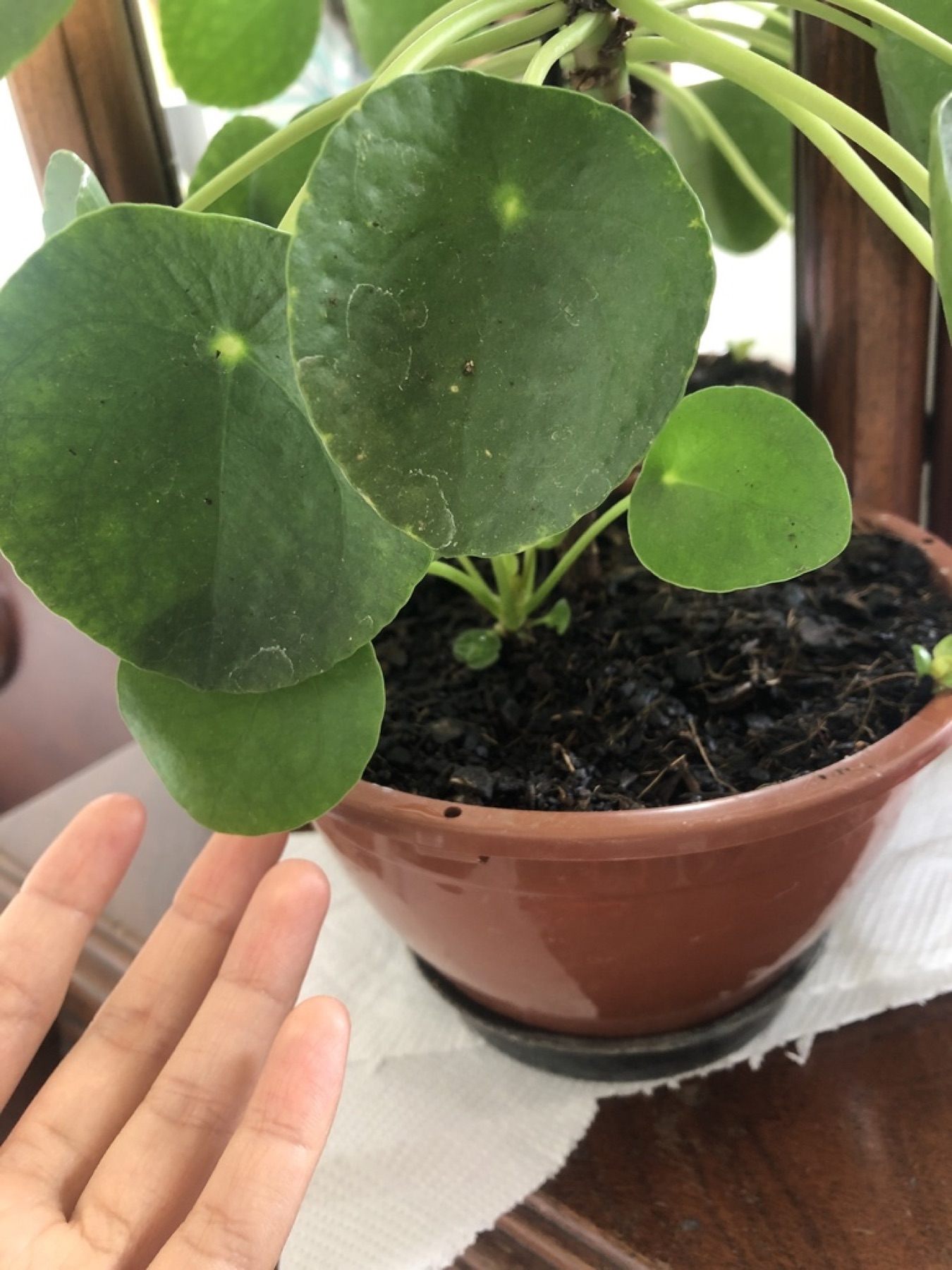 Chinese Money Plant — photo 17