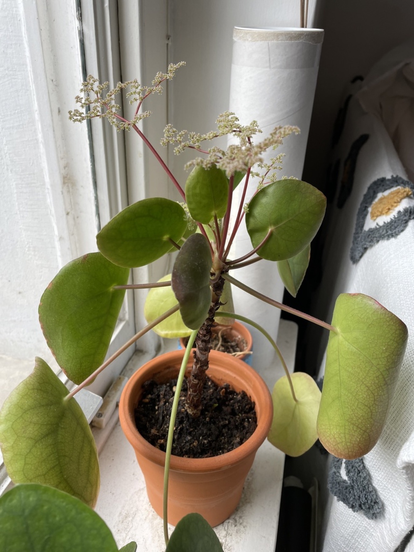 Chinese Money Plant — photo 18